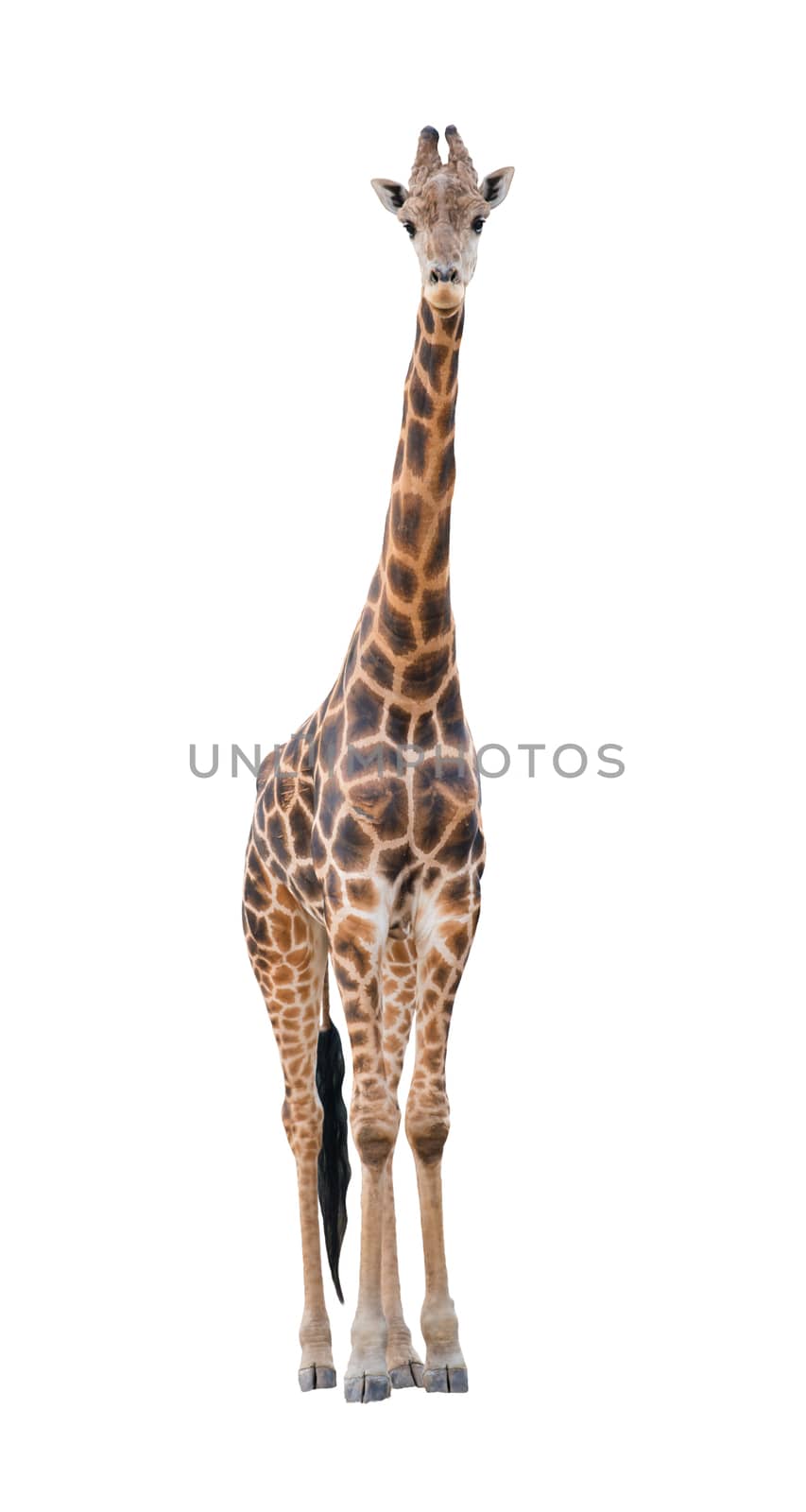 giraffe isolated by anankkml