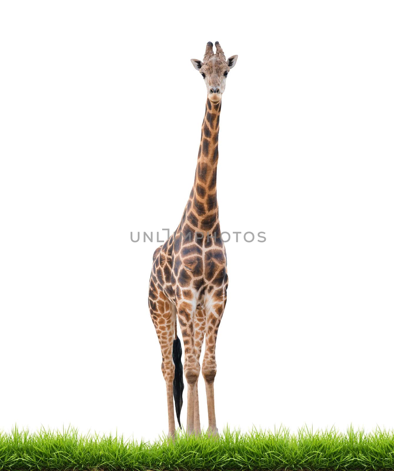 giraffe isolated by anankkml