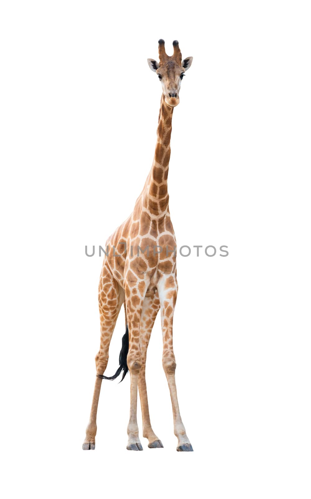 giraffe isolated on white background