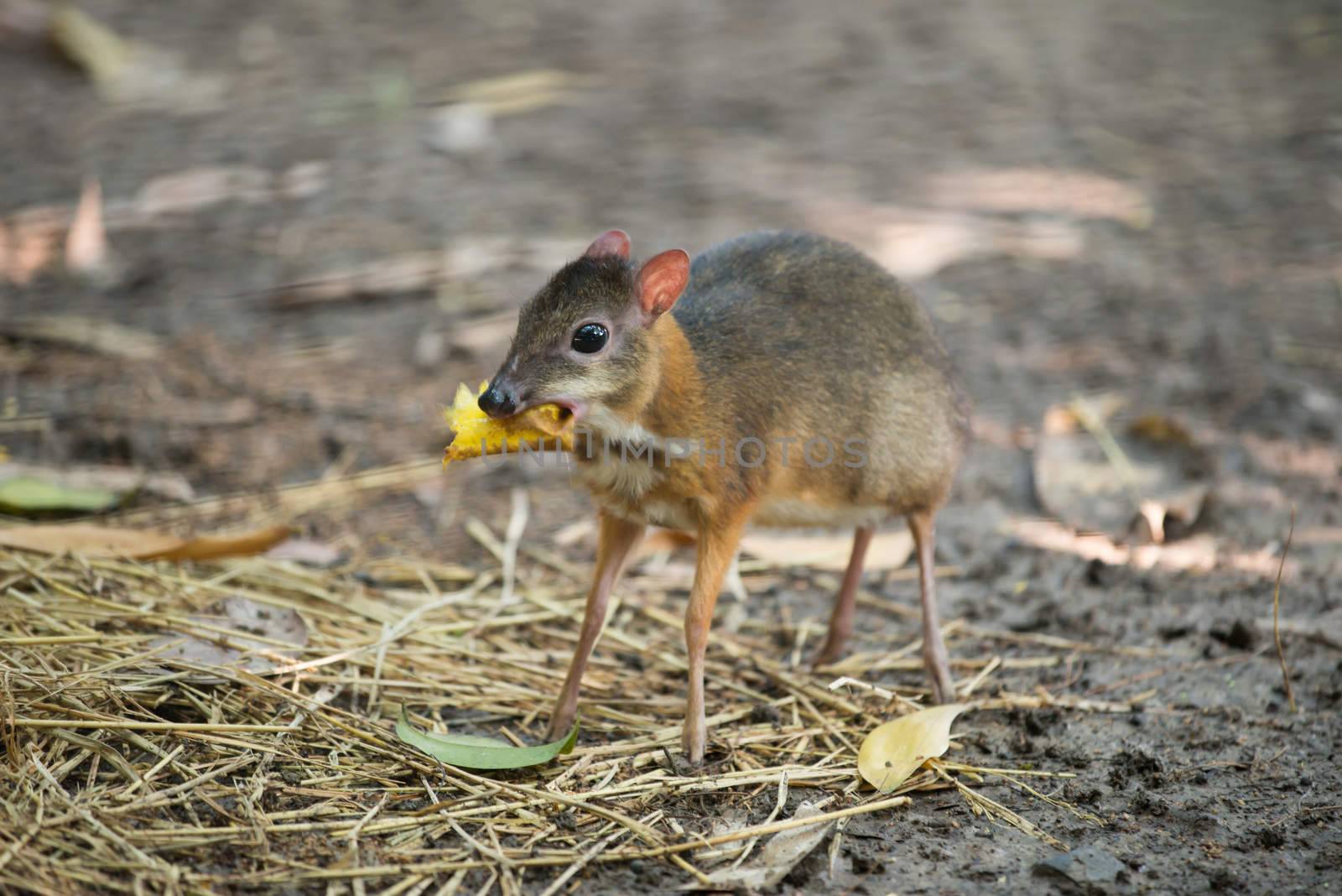lesser mouse deer scientific name Tragulus kanchil