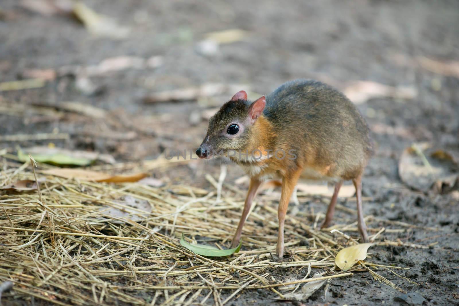 lesser mouse deer scientific name Tragulus kanchil