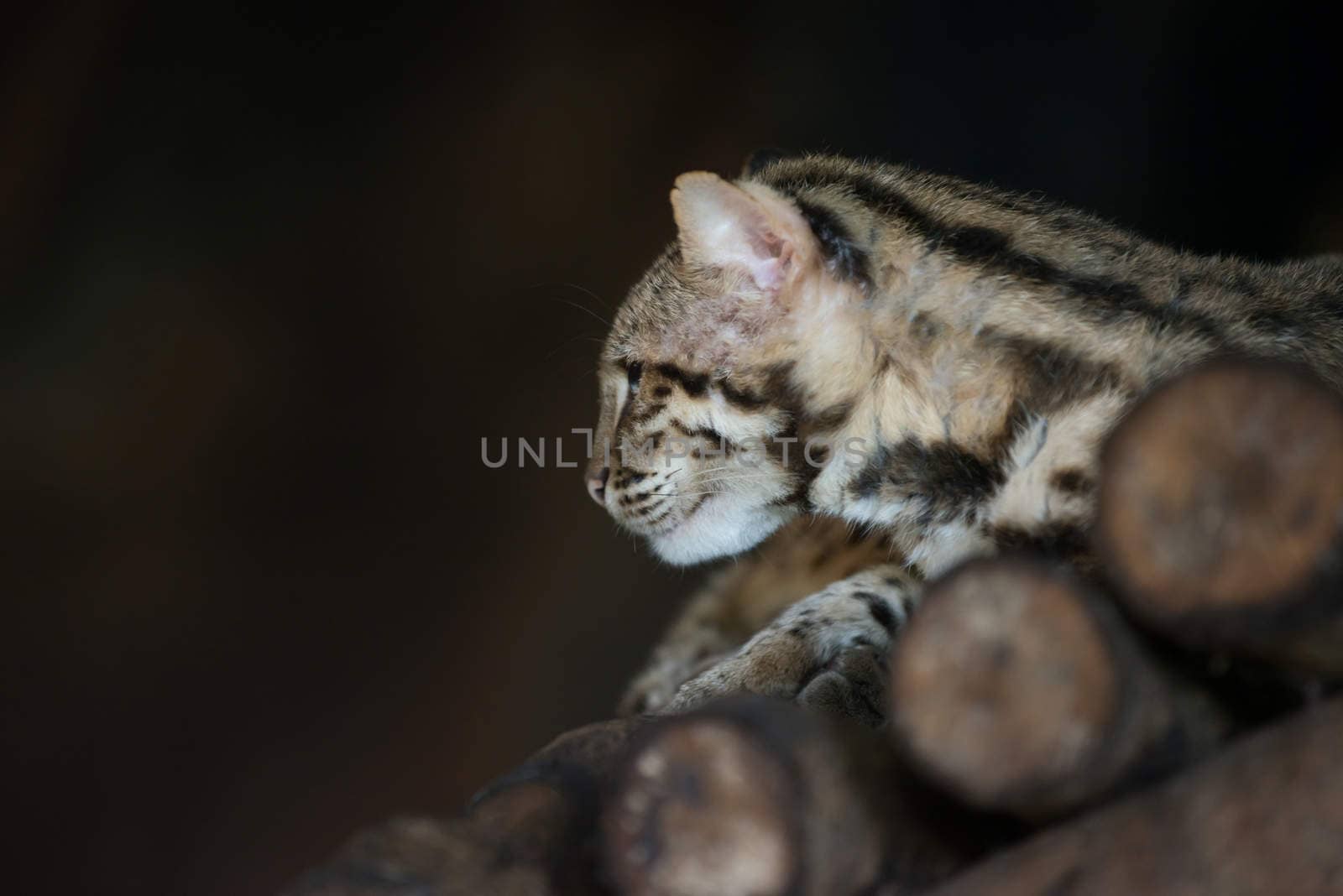 Leopard cat scientific name Prionailuru bengalensis