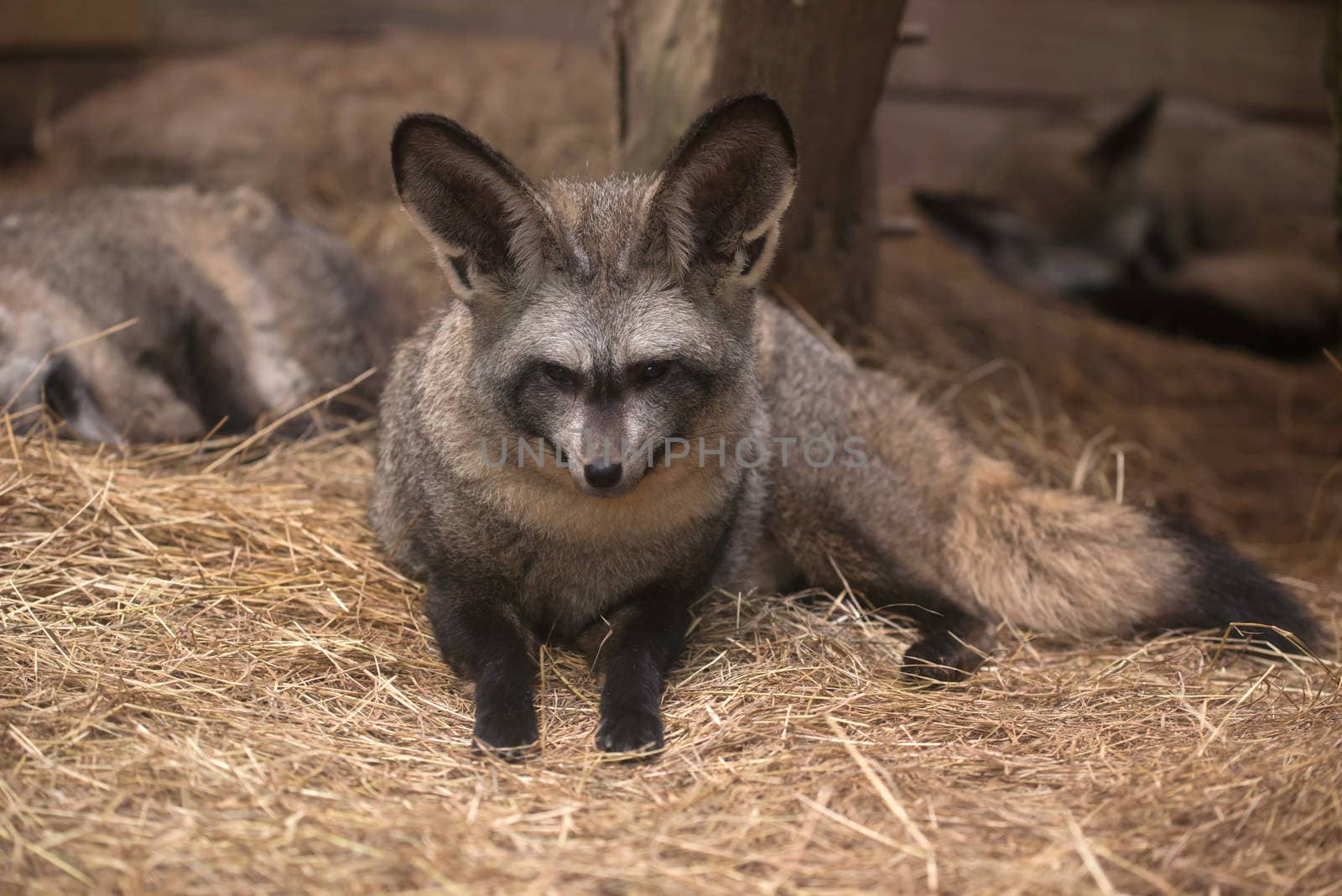 bat eared fox resting on dried grass