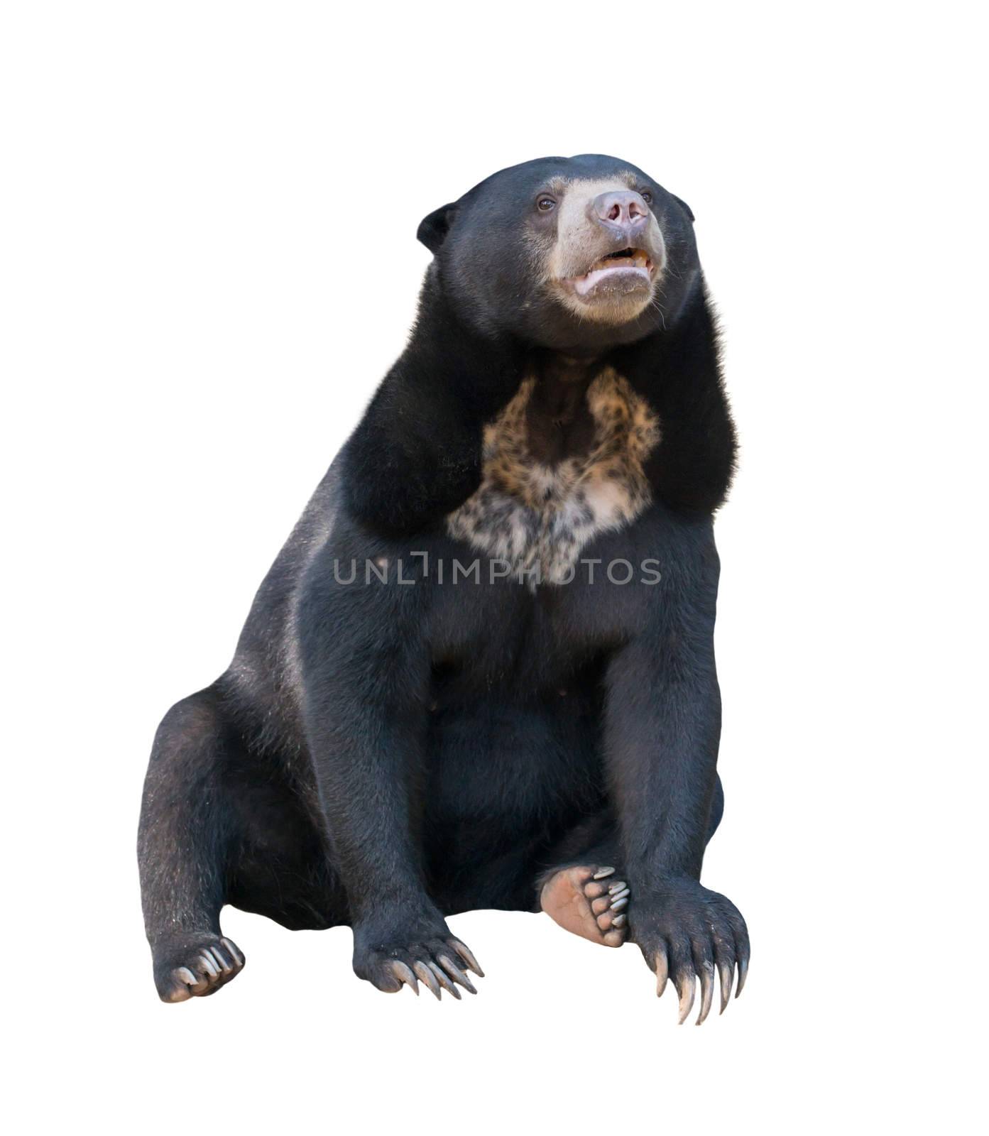 malayan sunbear ( Helarctos malayanus ) isolated on white background