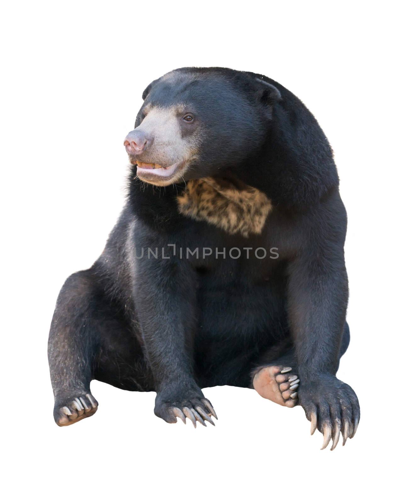 malayan sunbear ( Helarctos malayanus ) isolated on white background