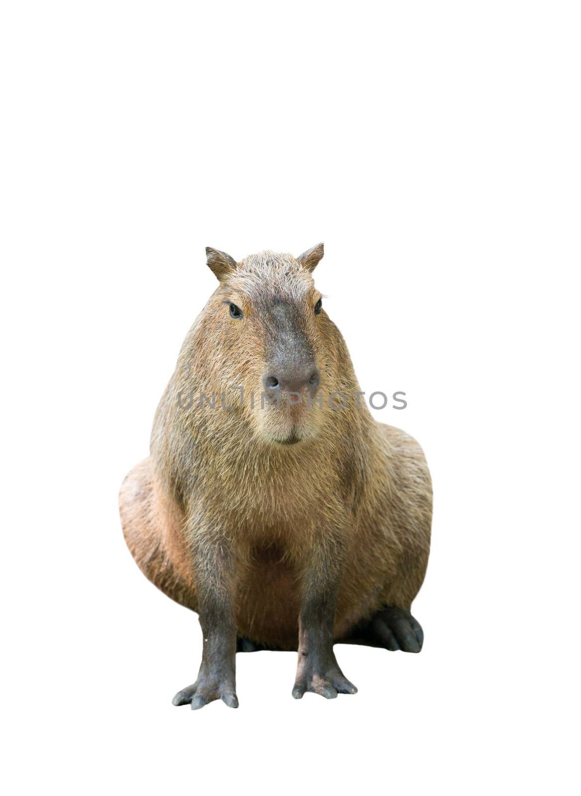 capybara isolated by anankkml