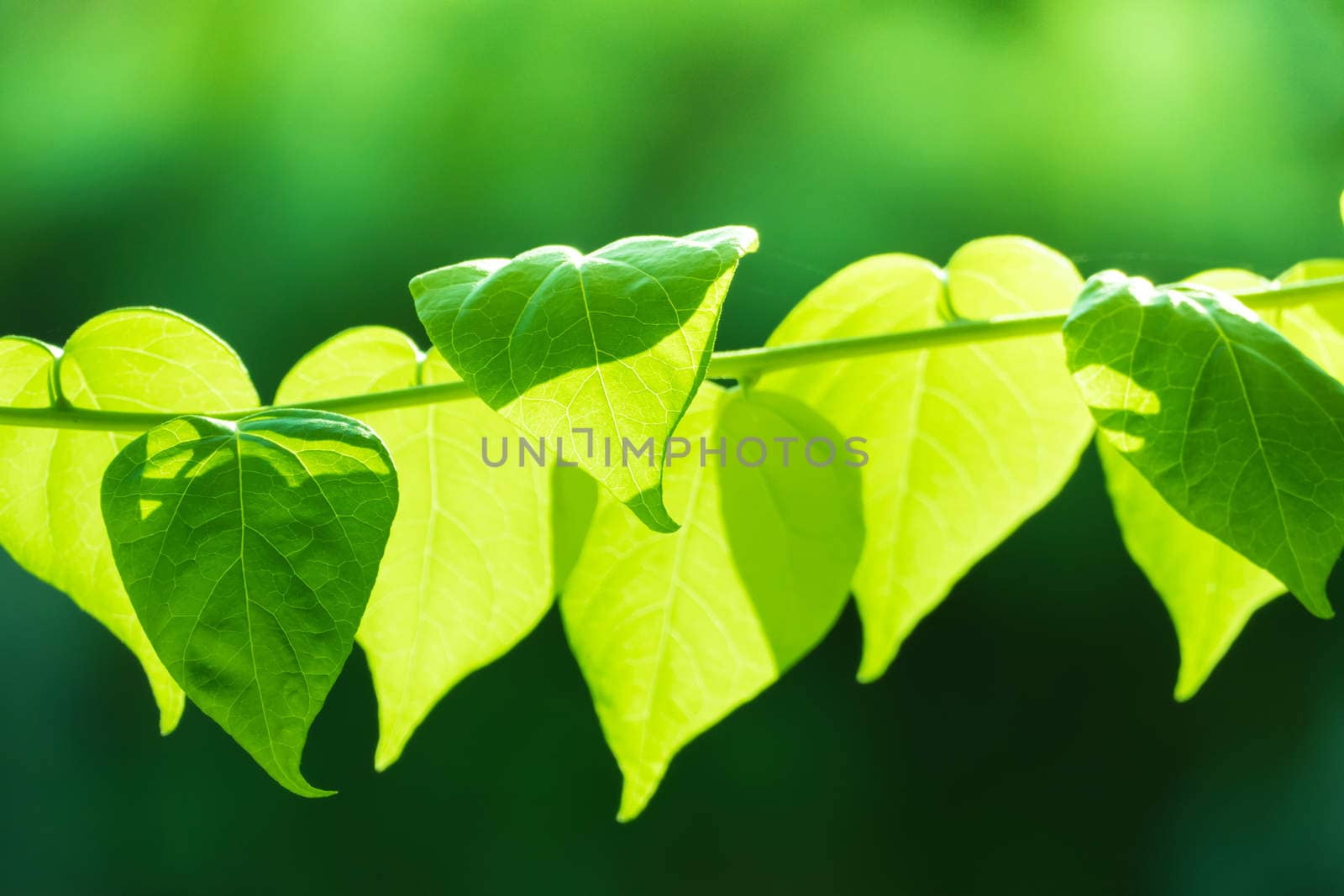 Tree branch over blurred green leaves background, nature background