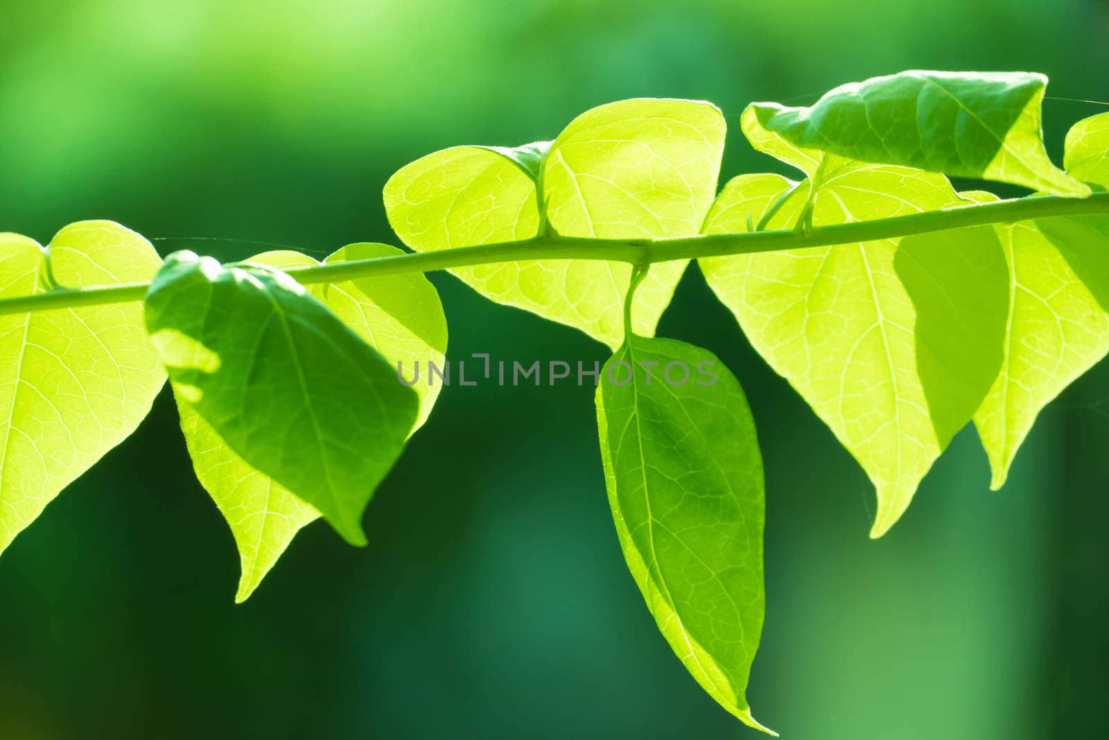 Tree branch over blurred green leaves background by teerawit