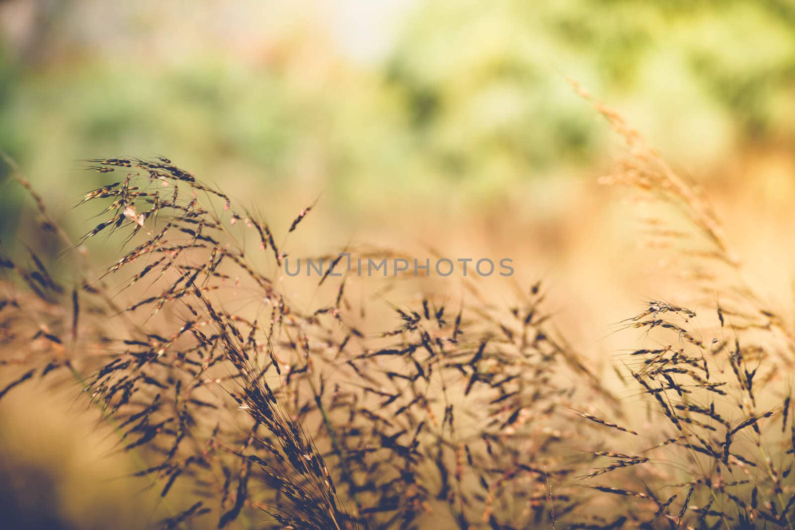 fresh tropical meadow background by teerawit