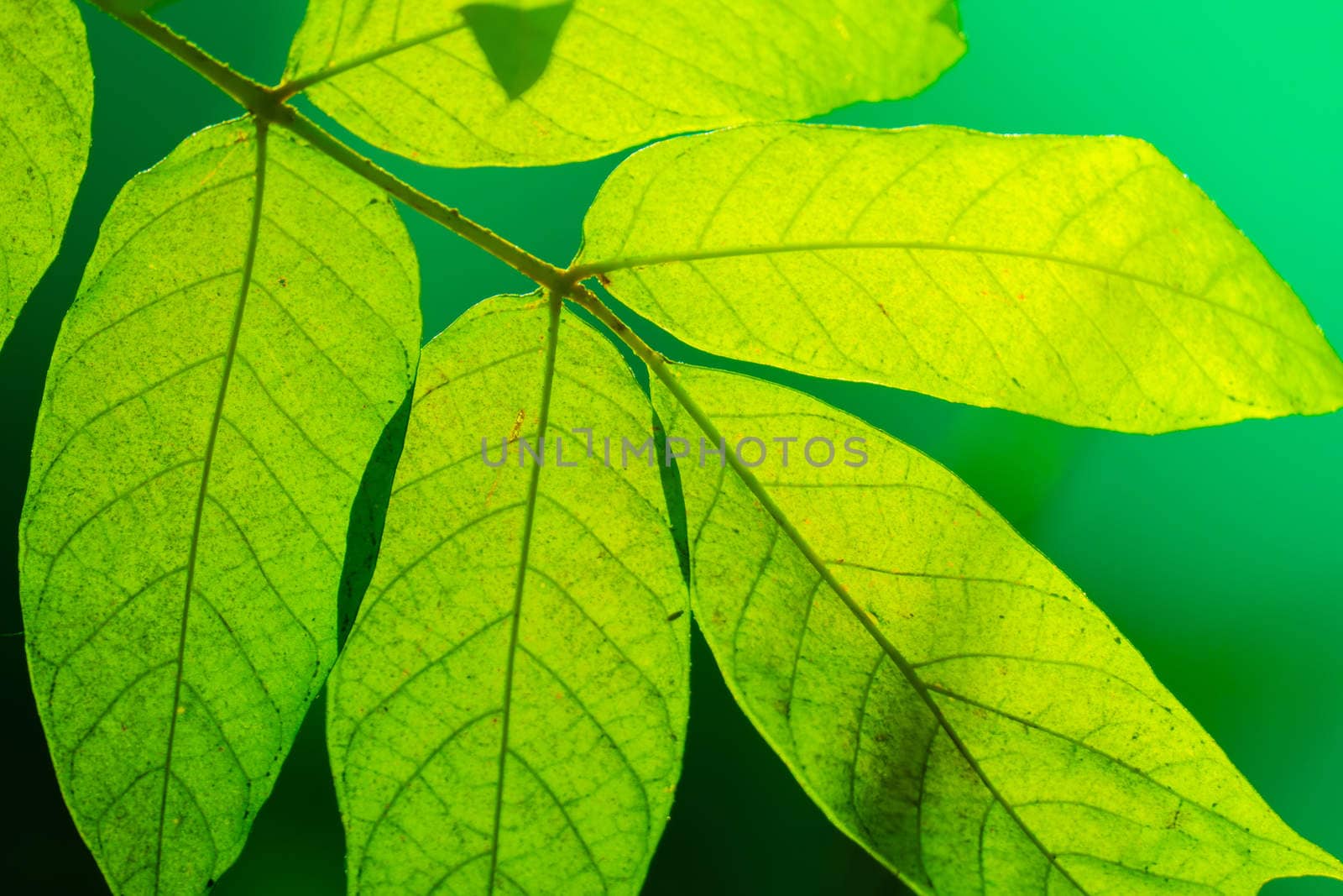 Tree branch over blurred green leaves background by teerawit