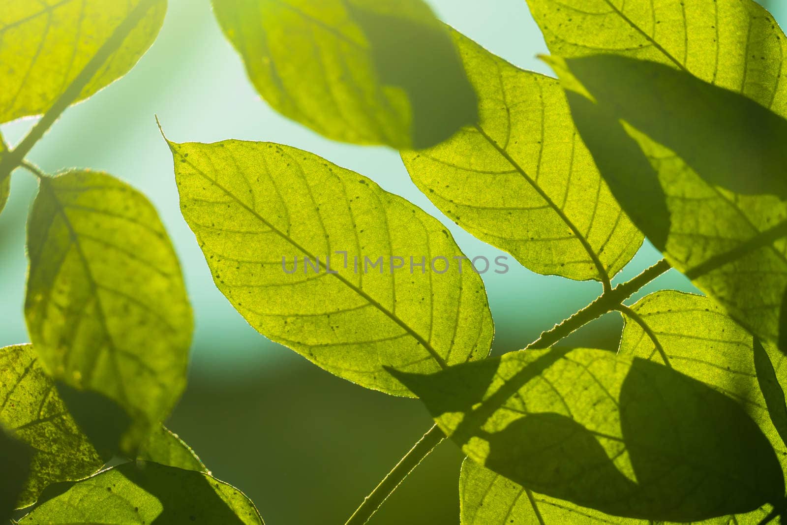 Tree branch over blurred green leaves background by teerawit