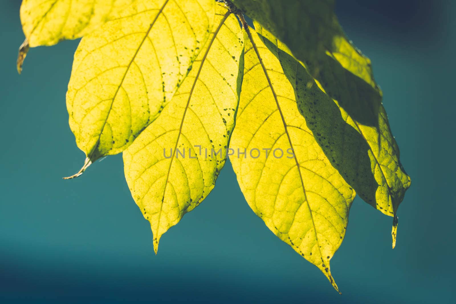 Tree branch over blurred green leaves background, nature background