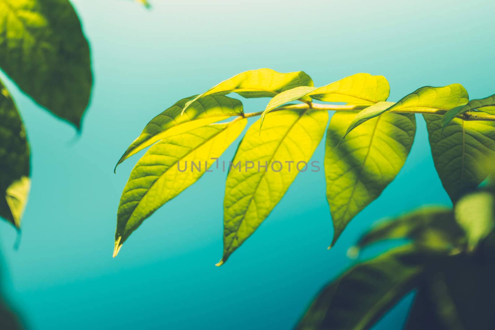 Tree branch over blurred green leaves background by teerawit