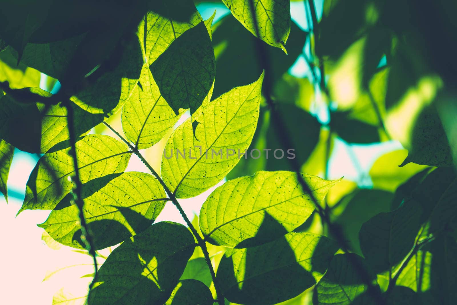 Tree branch over blurred green leaves background, nature background