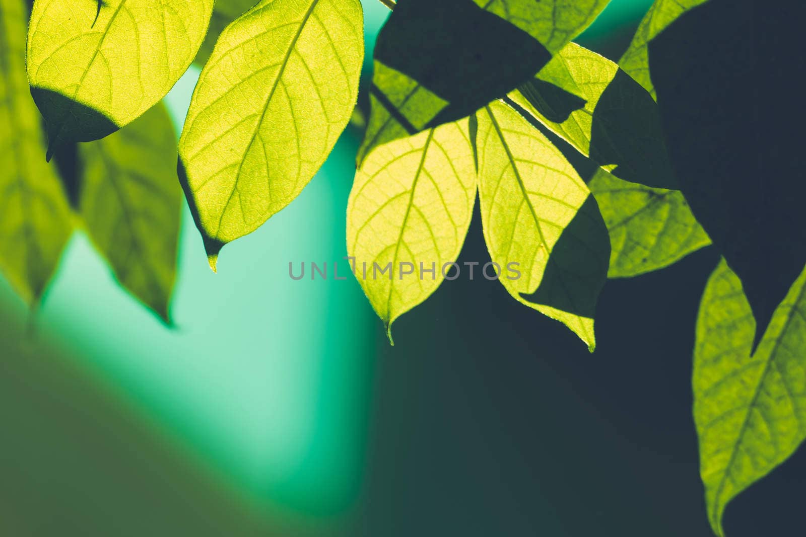 Tree branch over blurred green leaves background by teerawit