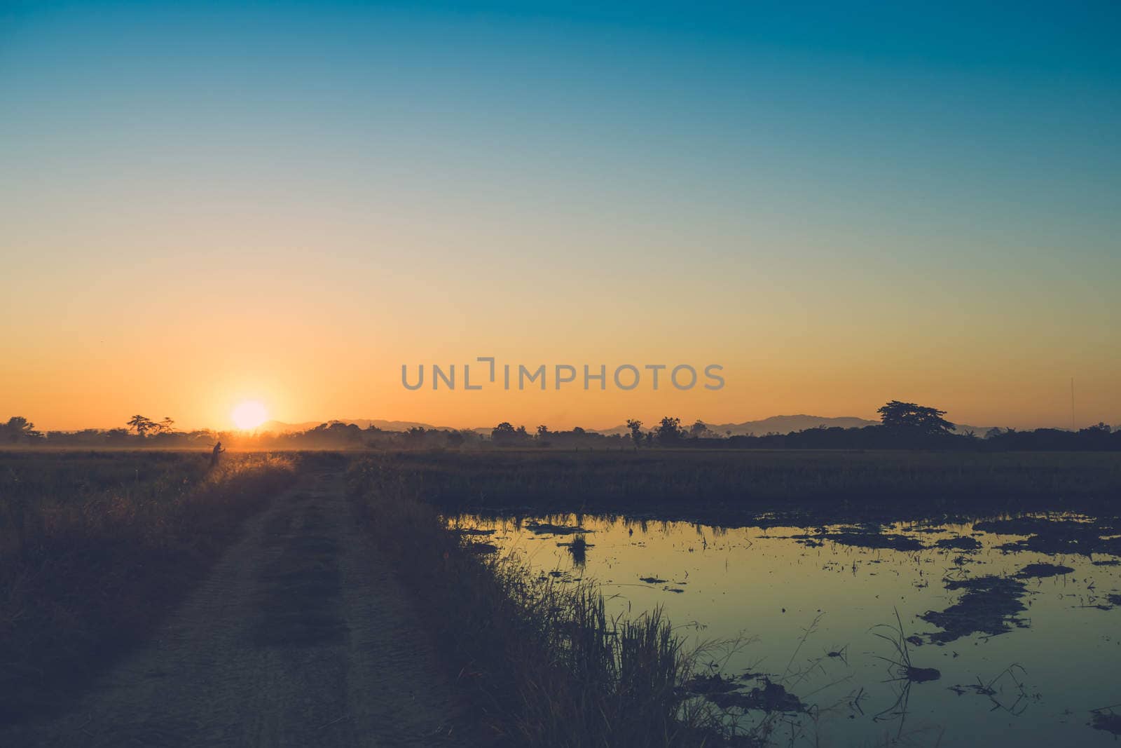 Beautiful sunset at a cornfield, abstract background, nature background