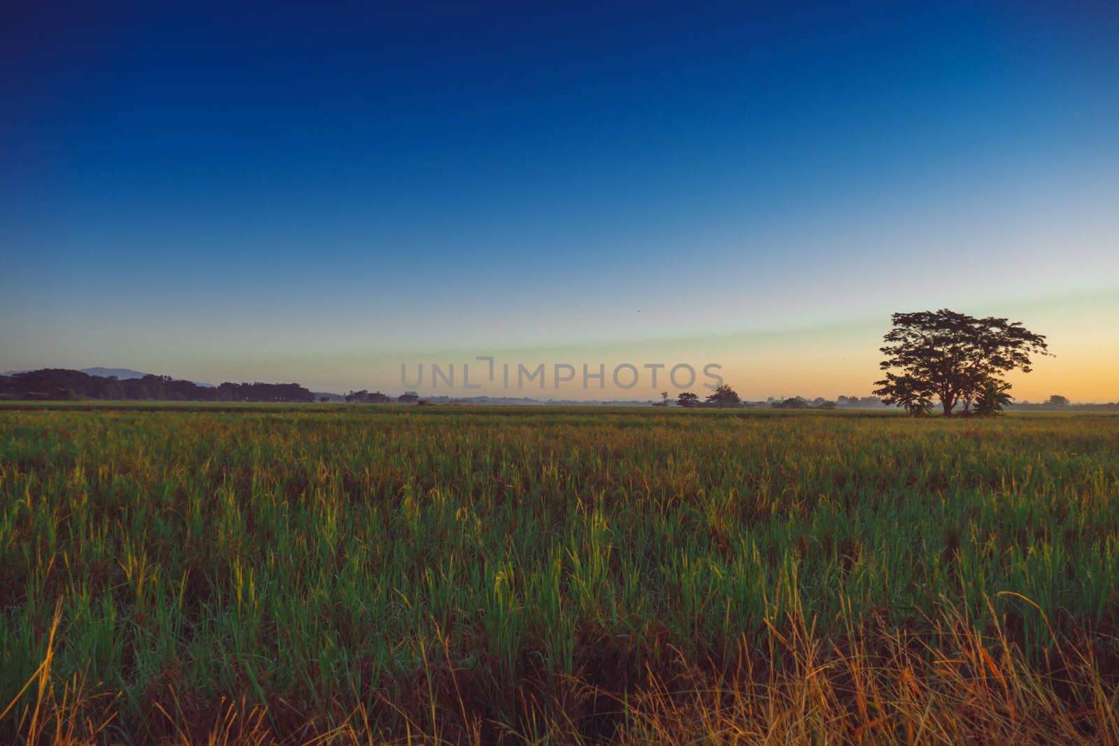 Beautiful sunset at a cornfield, abstract background, nature background