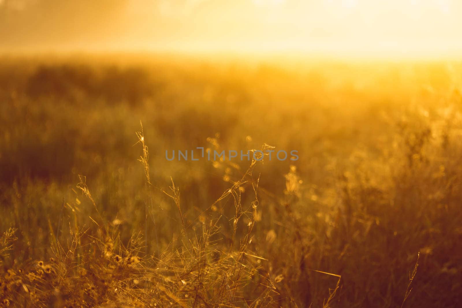 Beautiful sunset at a cornfield by teerawit