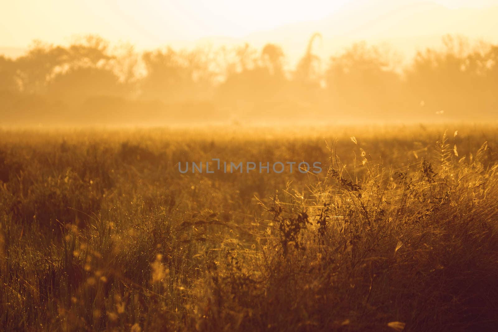 Beautiful sunset at a cornfield by teerawit