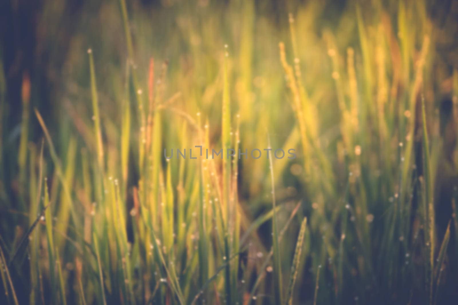 abstract natural blur background, defocused leaves, bokeh by teerawit