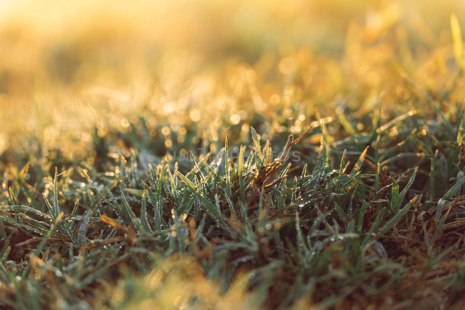 abstract natural blur background, defocused leaves, bokeh, nature background