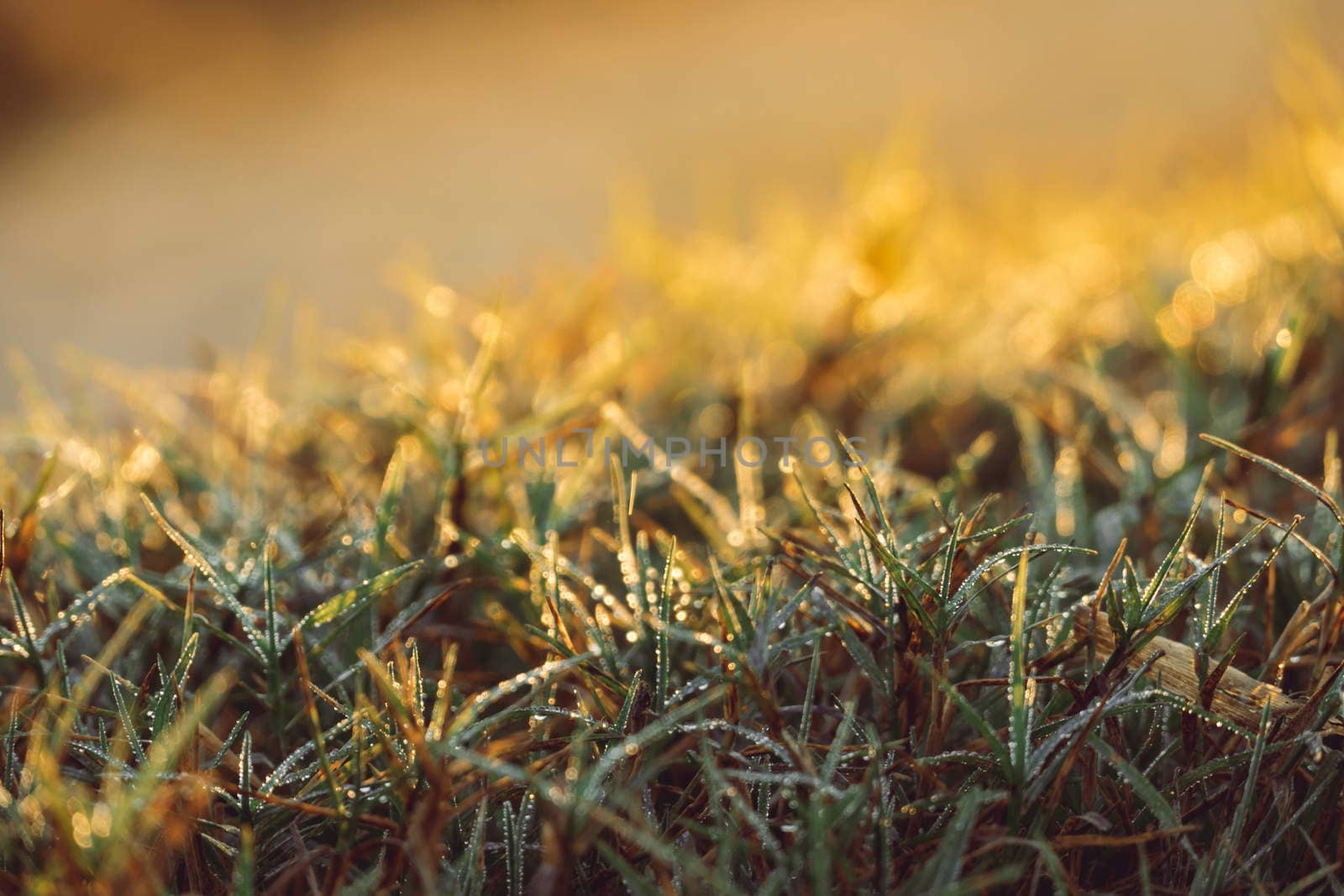 abstract natural blur background, defocused leaves, bokeh by teerawit