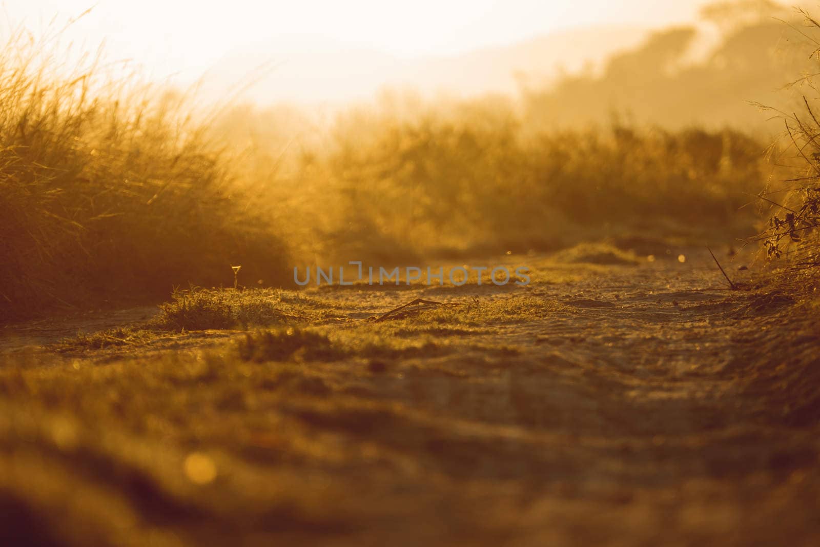 abstract natural blur background, defocused leaves, bokeh by teerawit