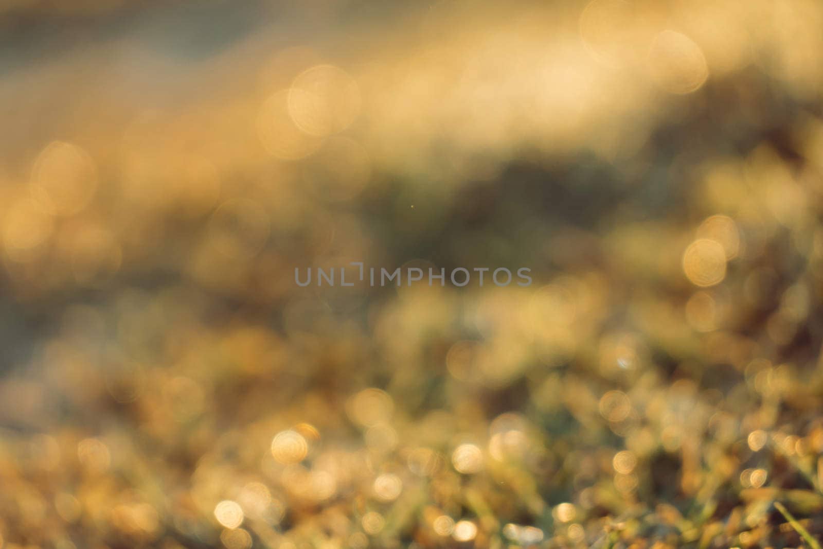 abstract natural blur background, defocused leaves, bokeh by teerawit