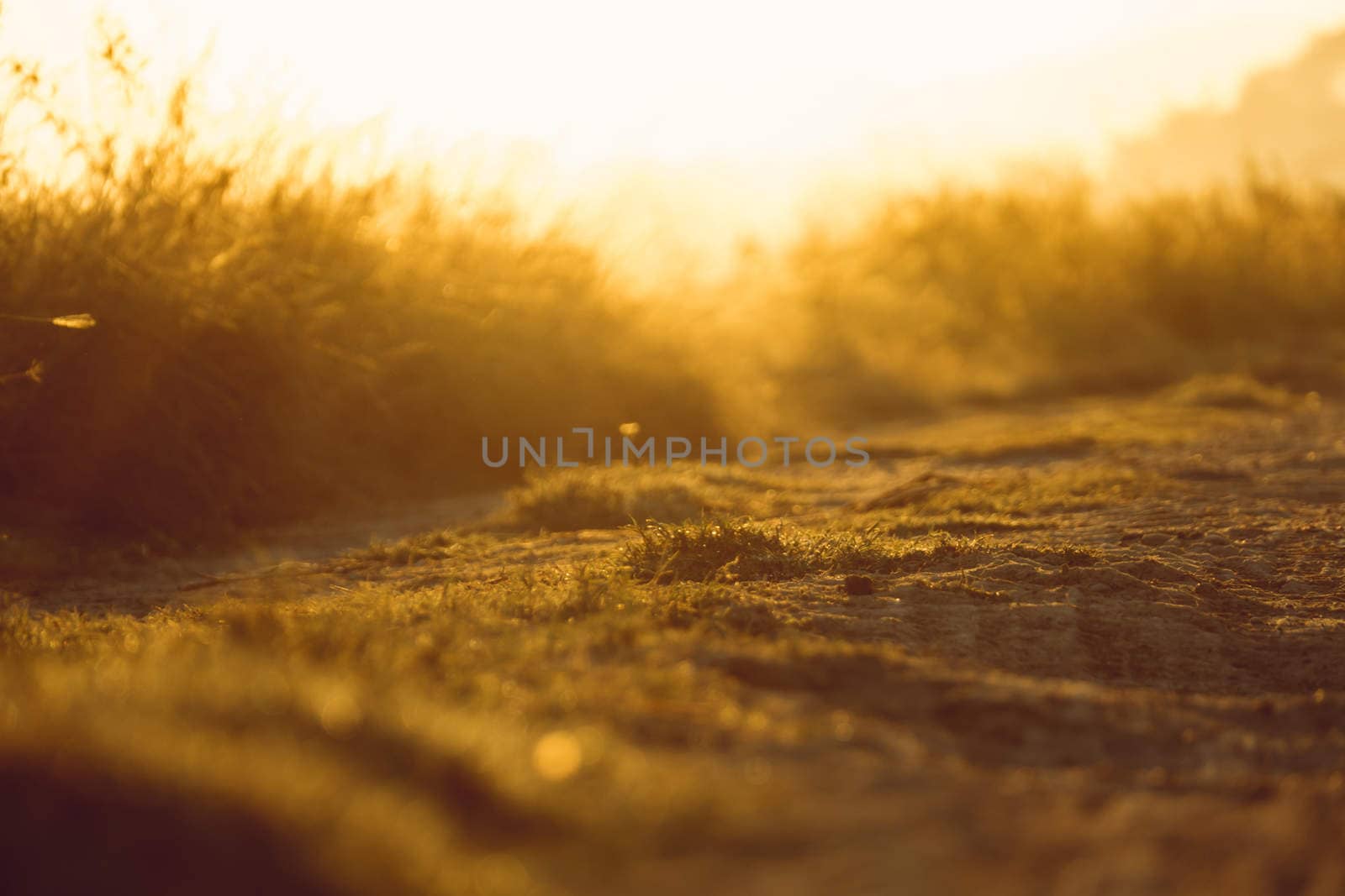 abstract natural blur background, defocused leaves, bokeh by teerawit