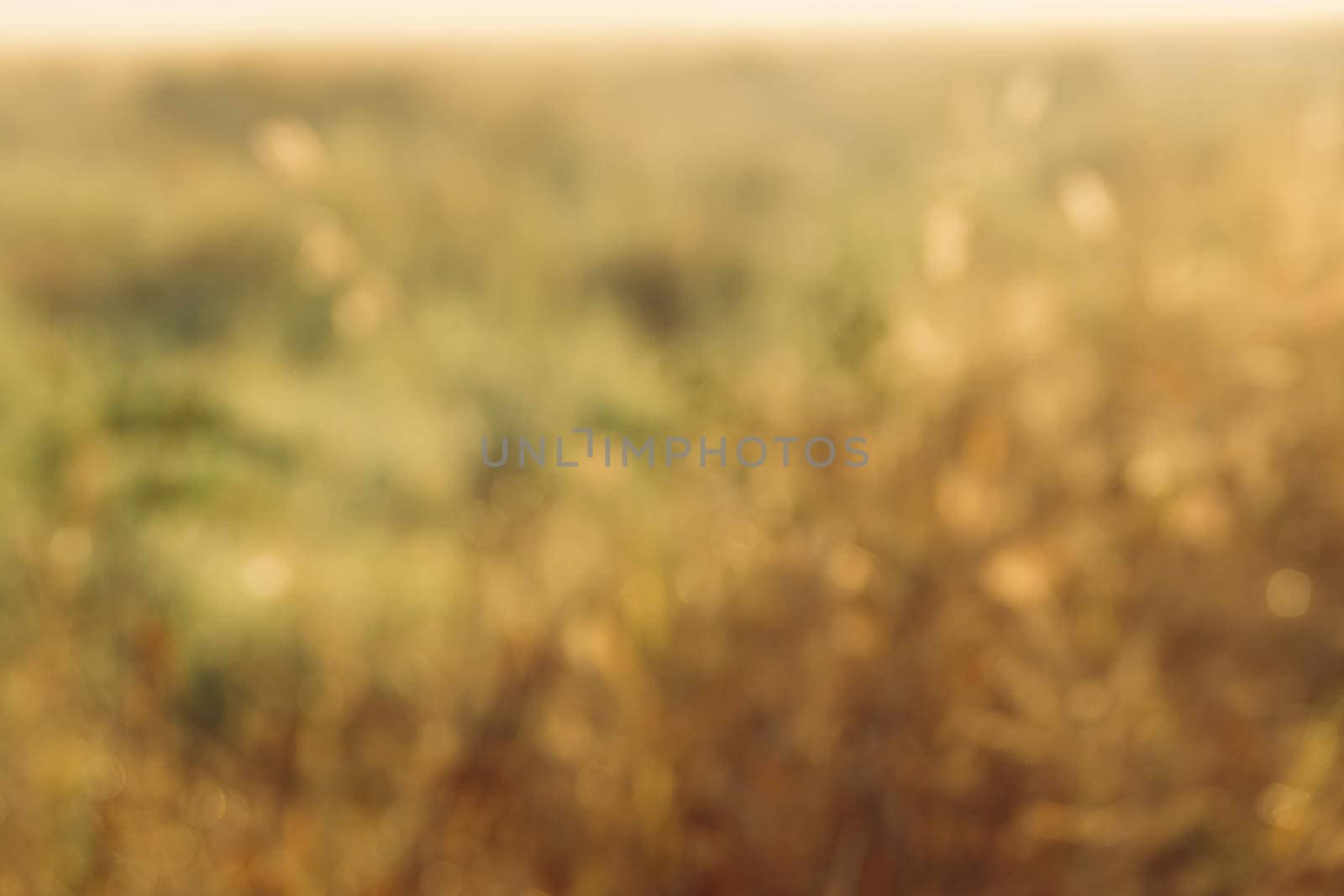 abstract natural blur background, defocused leaves, bokeh by teerawit