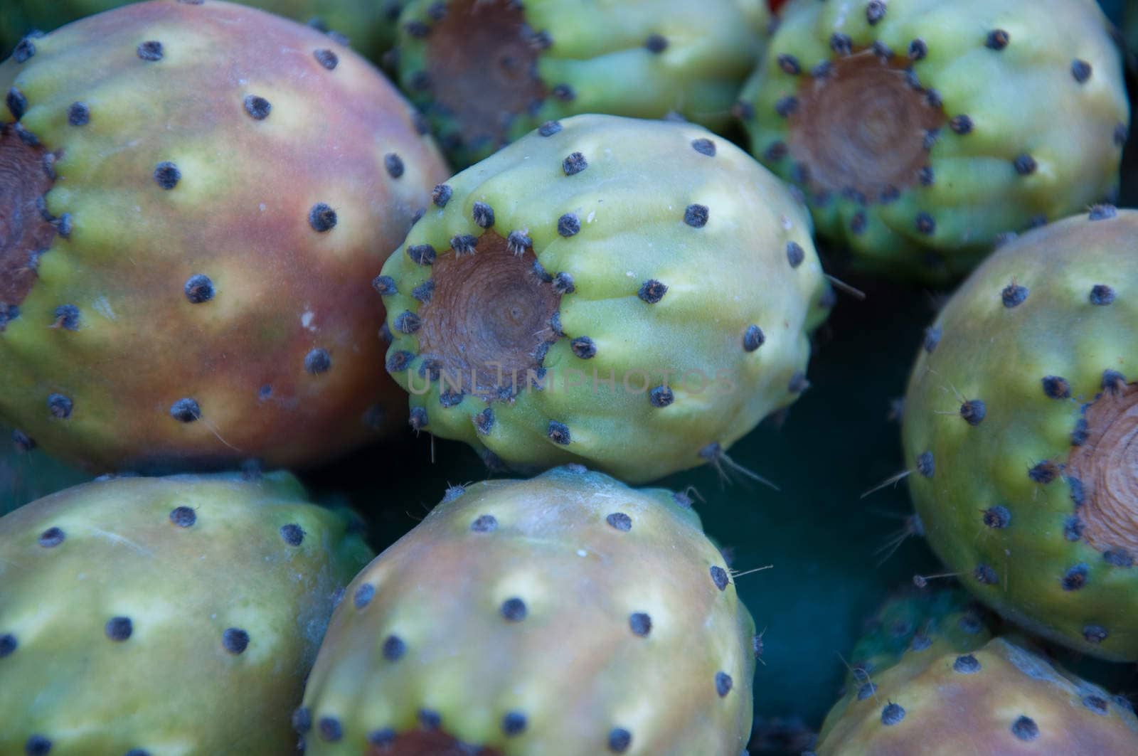 Several fruits of prickly pear from italy