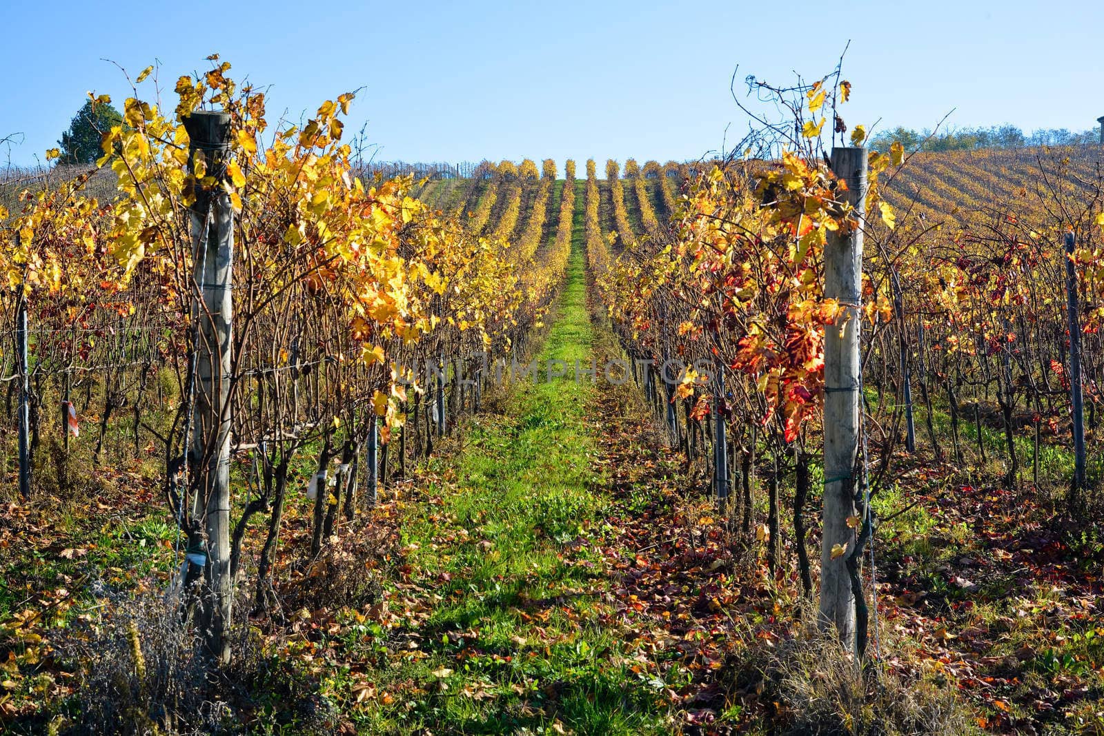 vineyard planted with Barbera in the Italian Oltrep� Pavese,italy