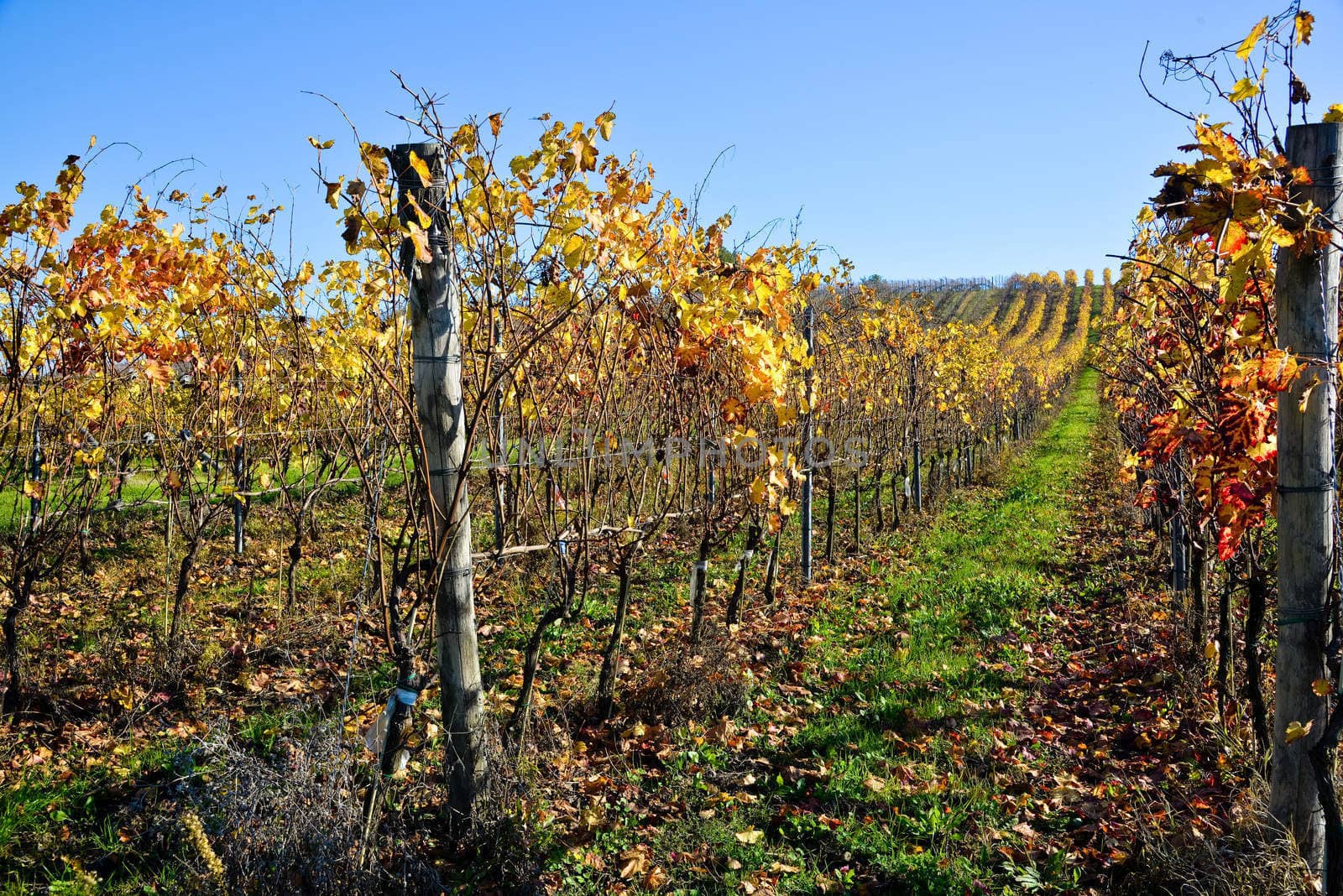 vineyard planted with Barbera in the Italian Oltrep� Pavese,italy