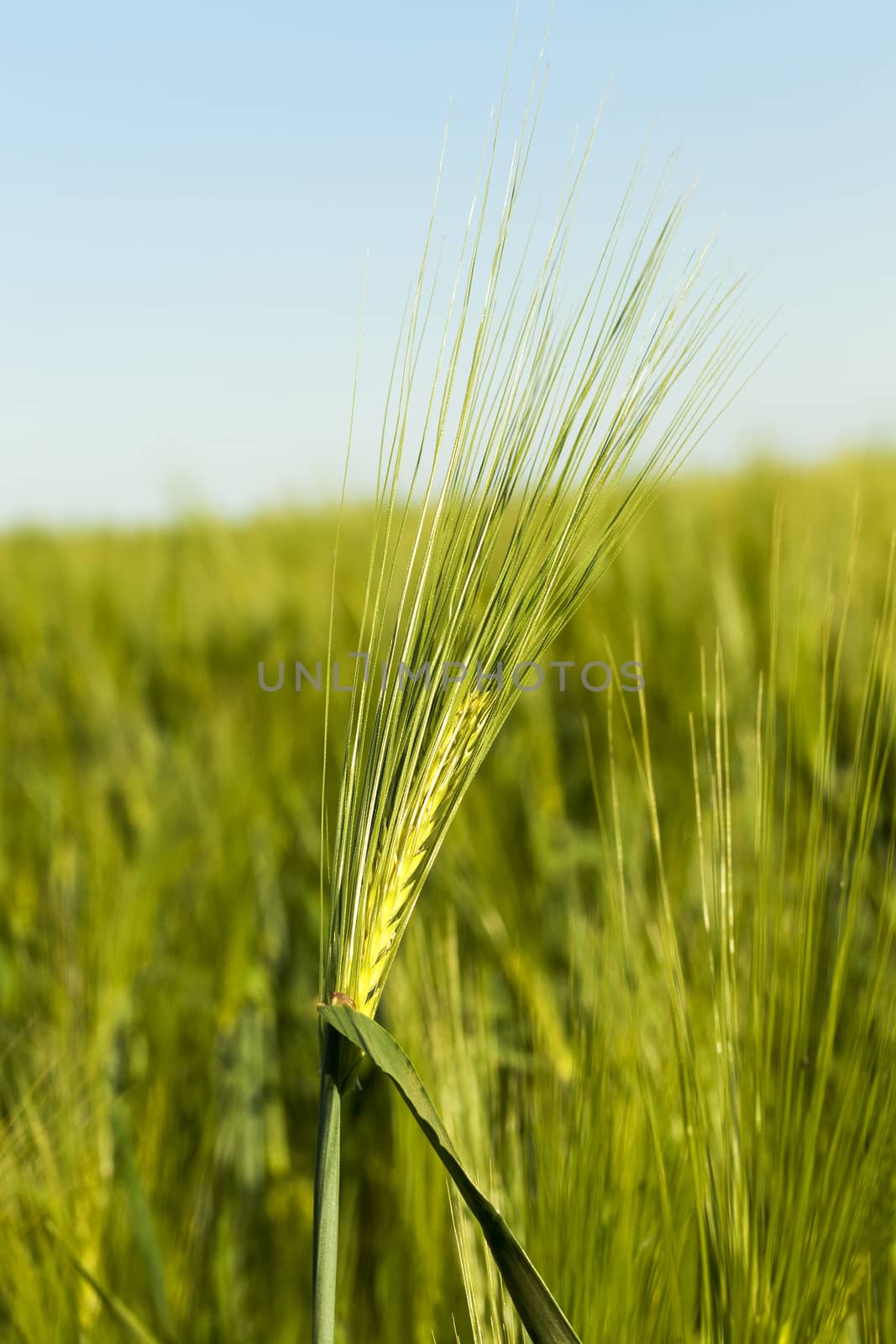 photographed closeup immature cereals. spring season. wheat