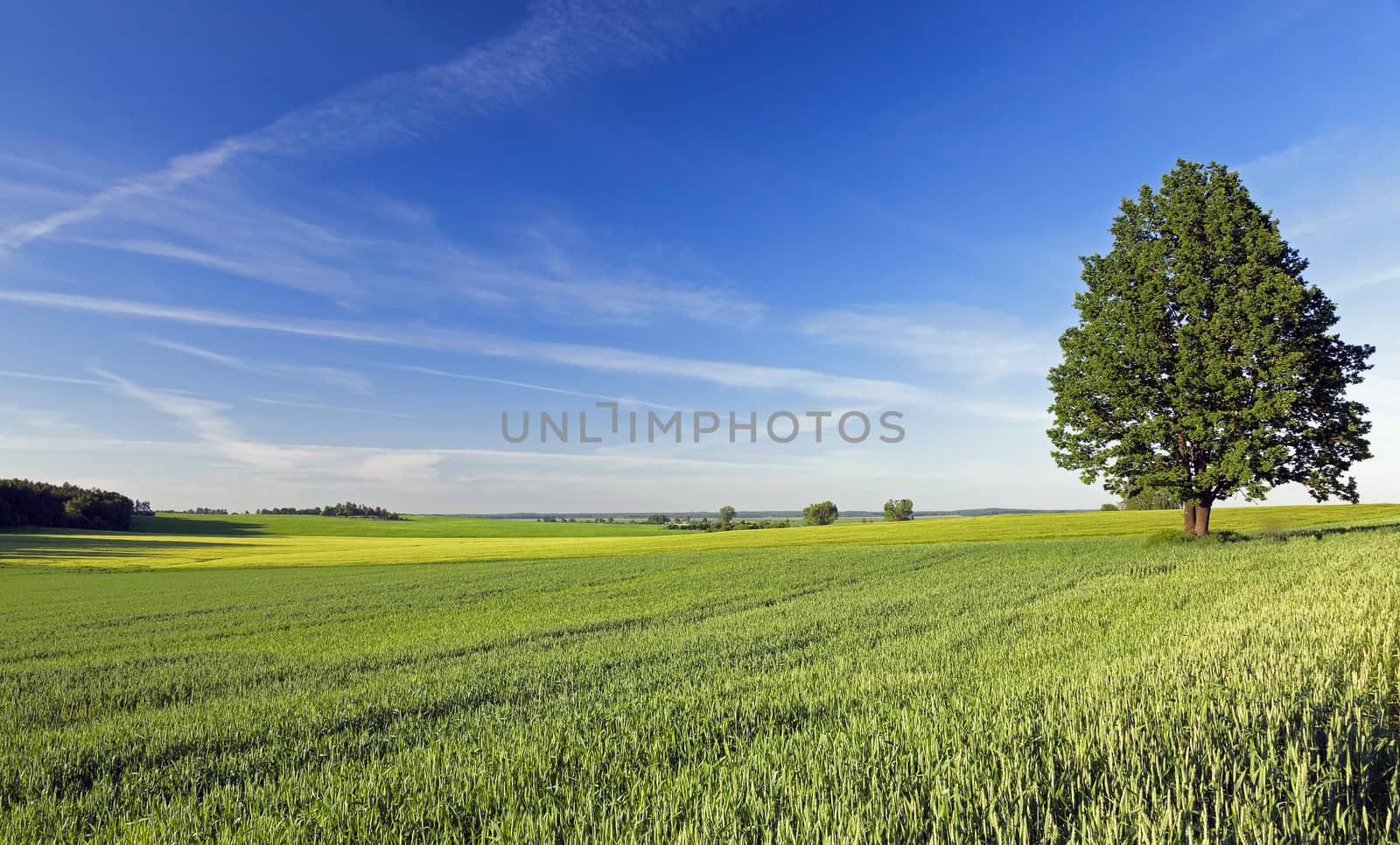   a lonely tree growing on agricultural field. Belarus