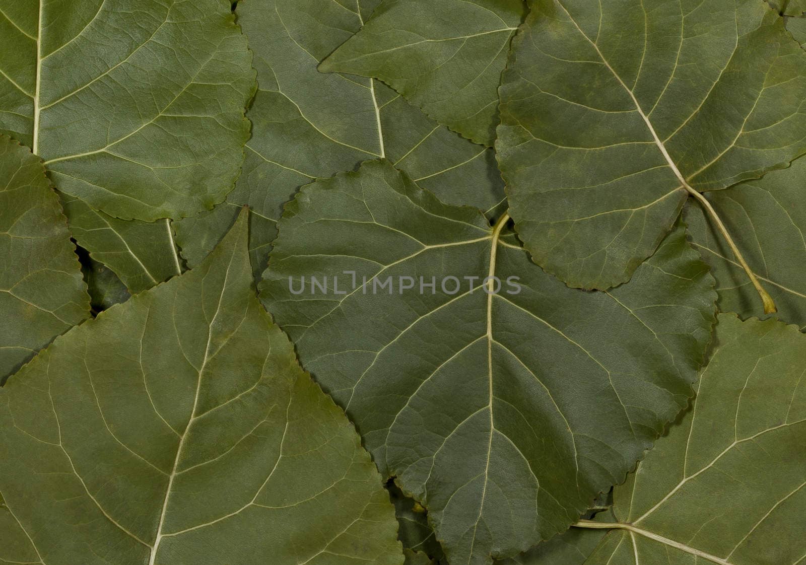 Poplar leaves in autumn The fallen on the ground.