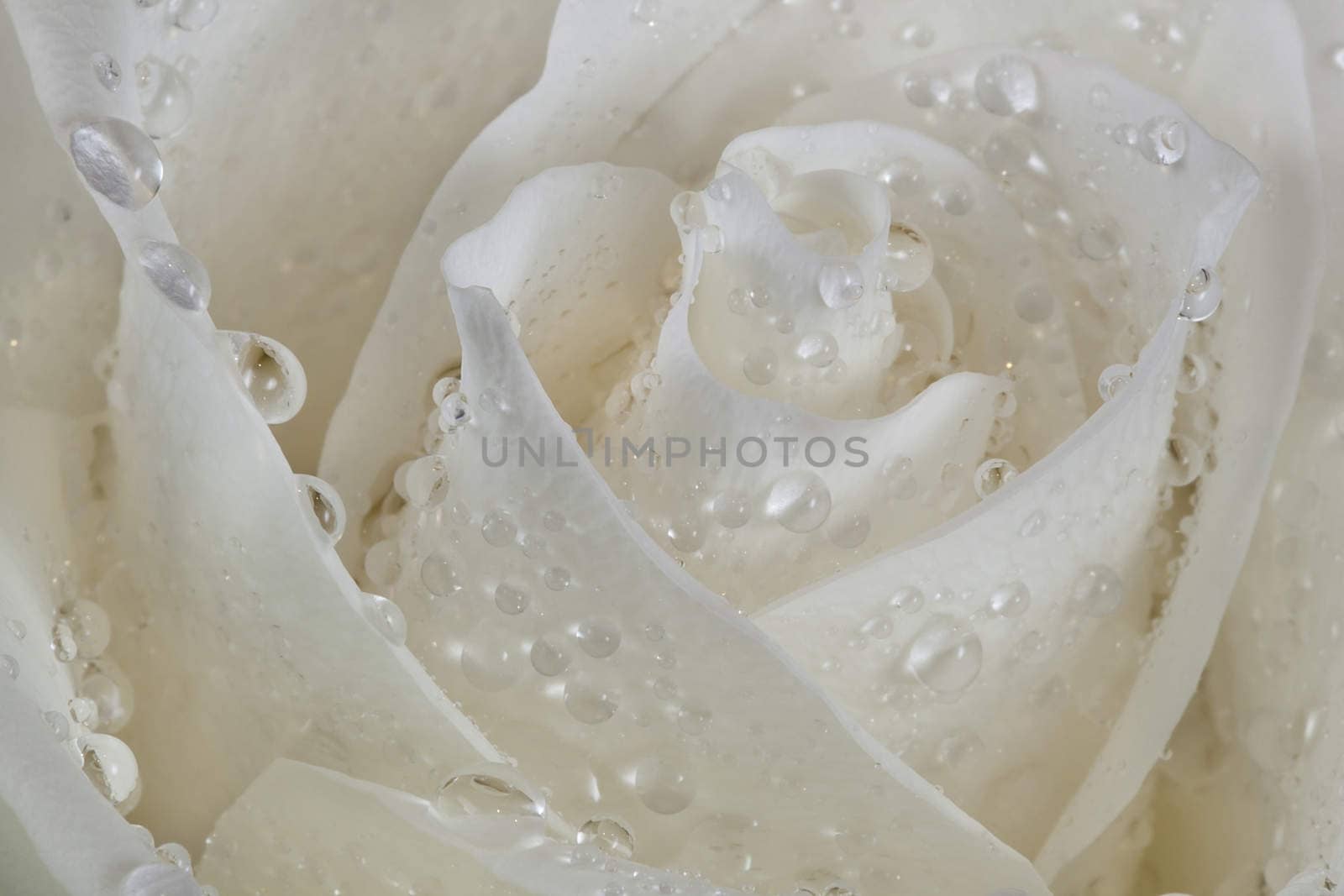 Rosebud with petals in the drops of dew, after a rain.