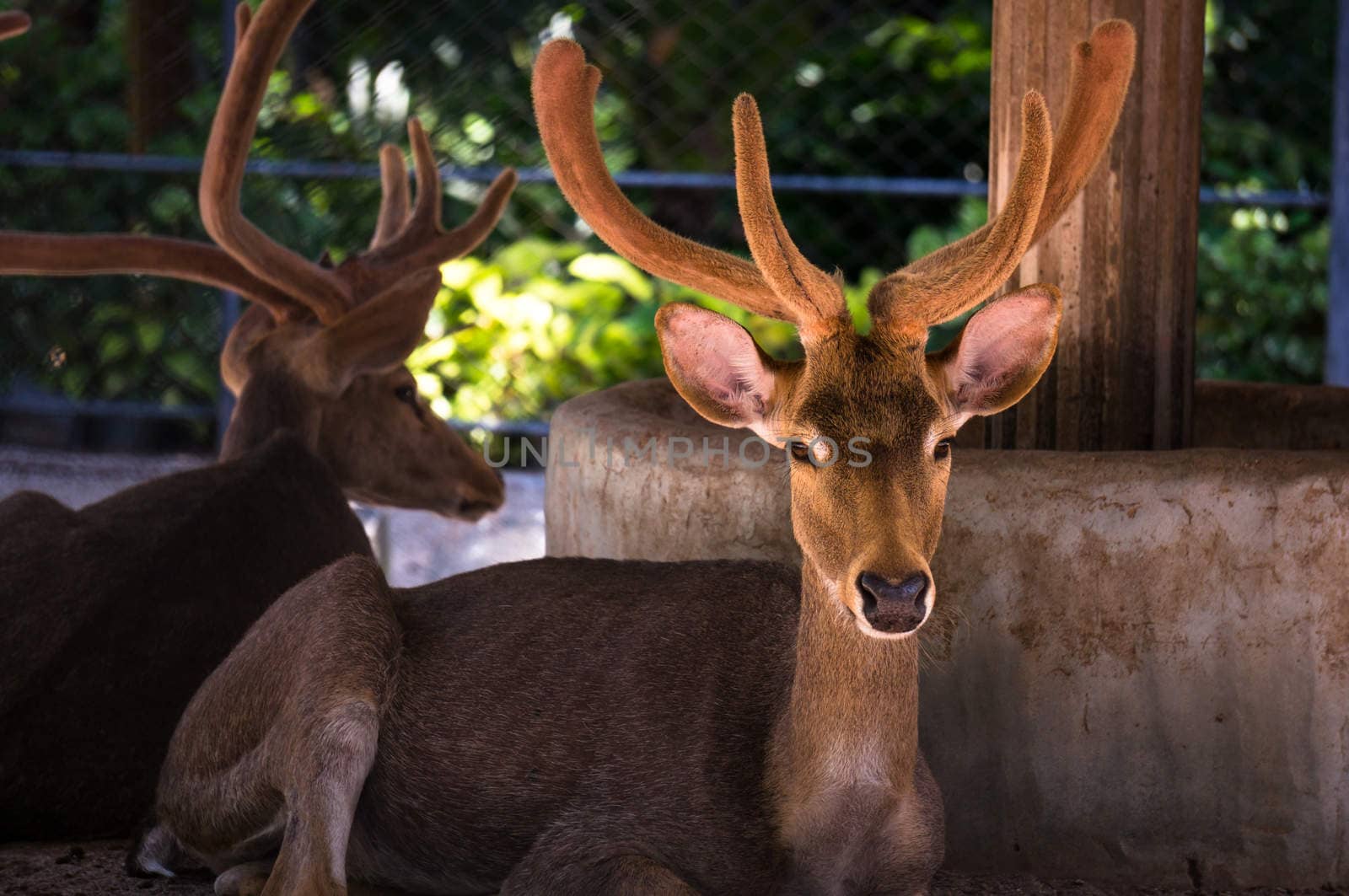 Deer in Phuket Zooo by eltonmaxim