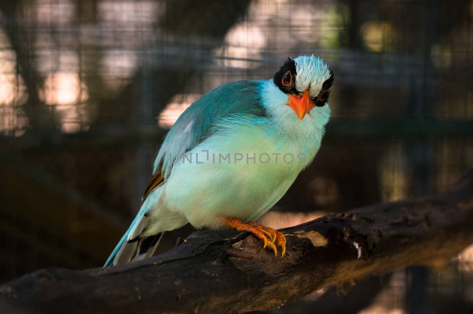 Indochinese green magpie by eltonmaxim