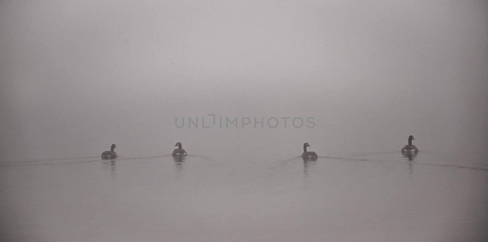 A gaggle of Canadian geese  navigating a heavy November fog and waters on their way south.