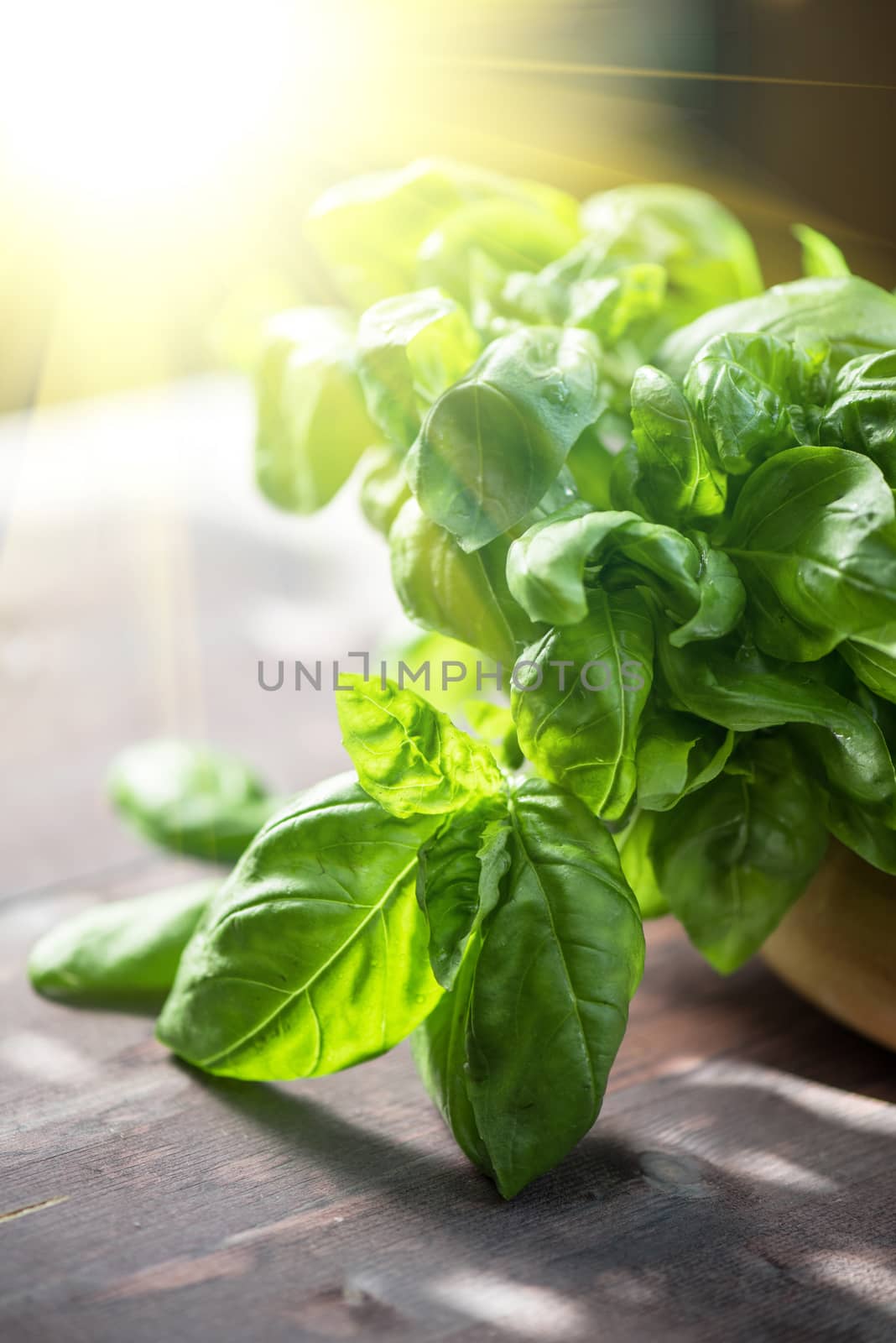 Fresh organic basil leaves on a wooden table