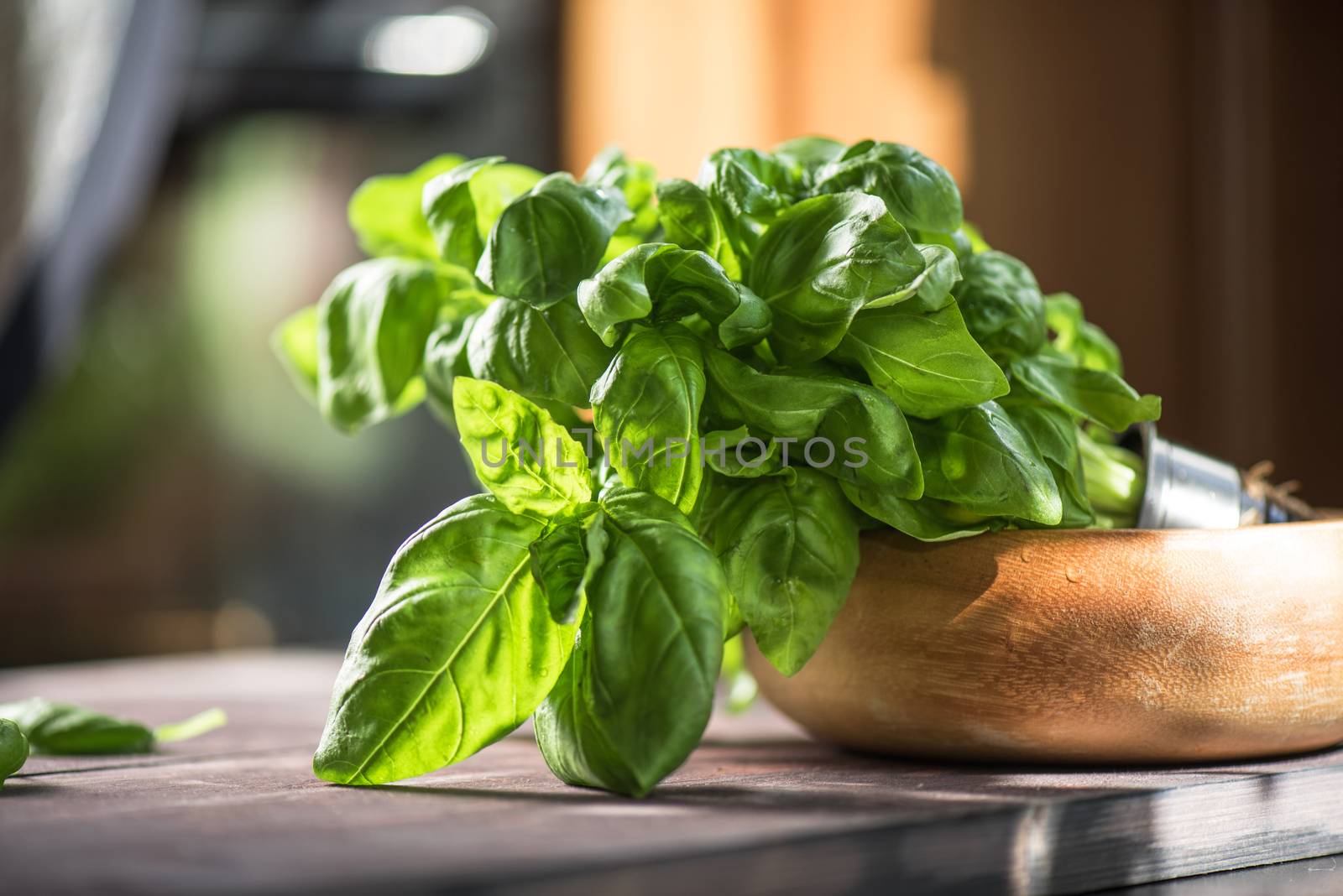 Fresh organic basil leaves on a wooden table