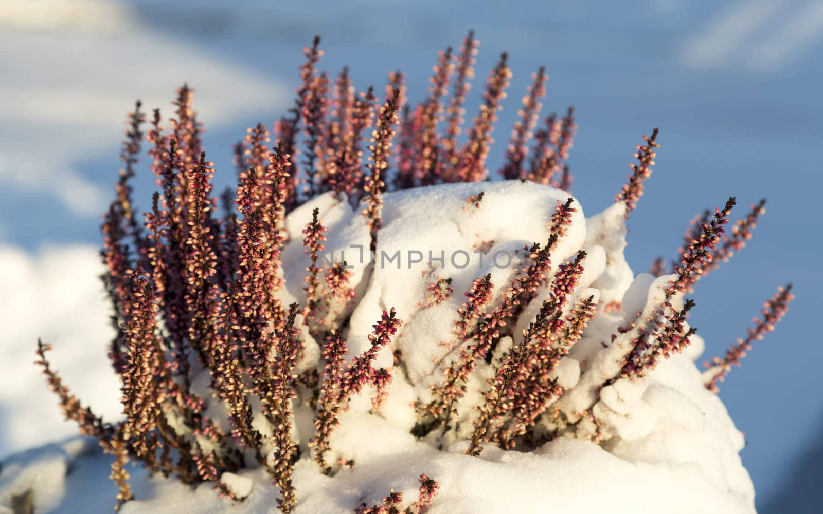 Plant Covered in Snow with blue and white background.