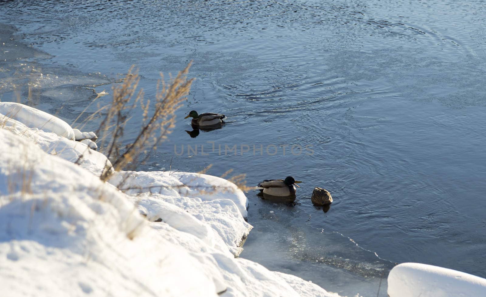 Mallards in River in Winter with snow around.