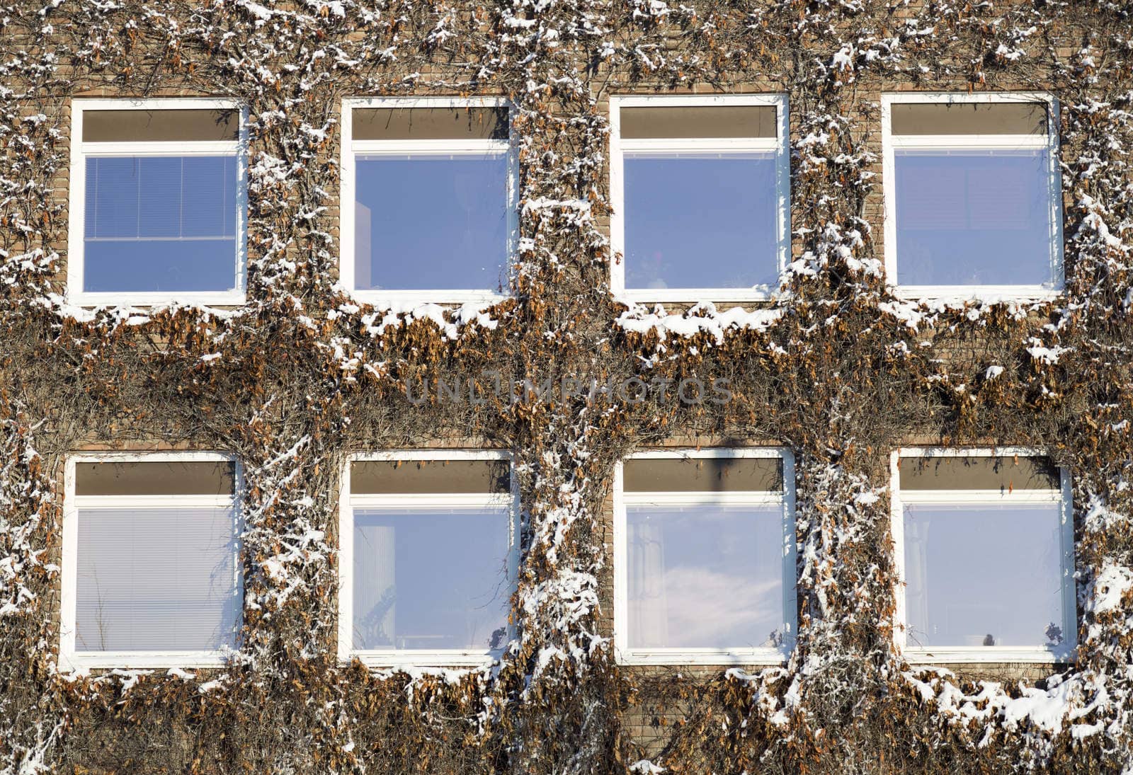 Snow Covered Vines on Building facade.