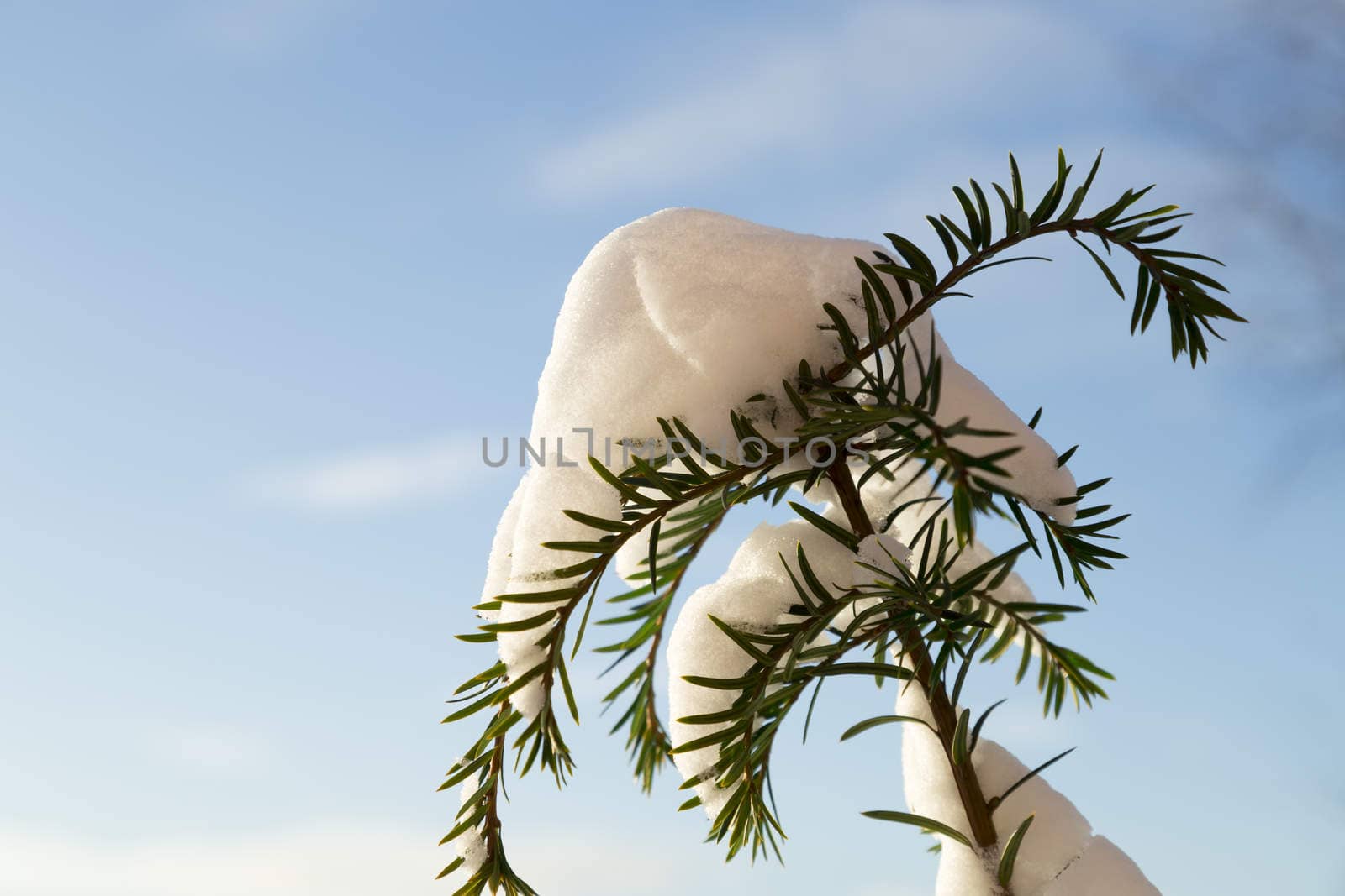 Snow Covered Pine with blue sky and some clouds.