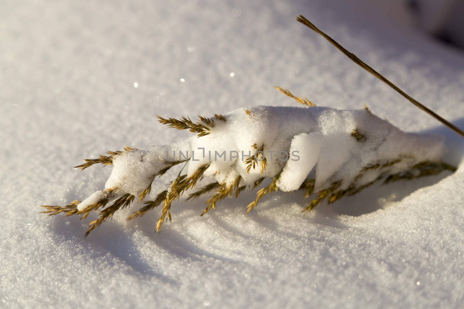 Grass Covered in Snow close up.