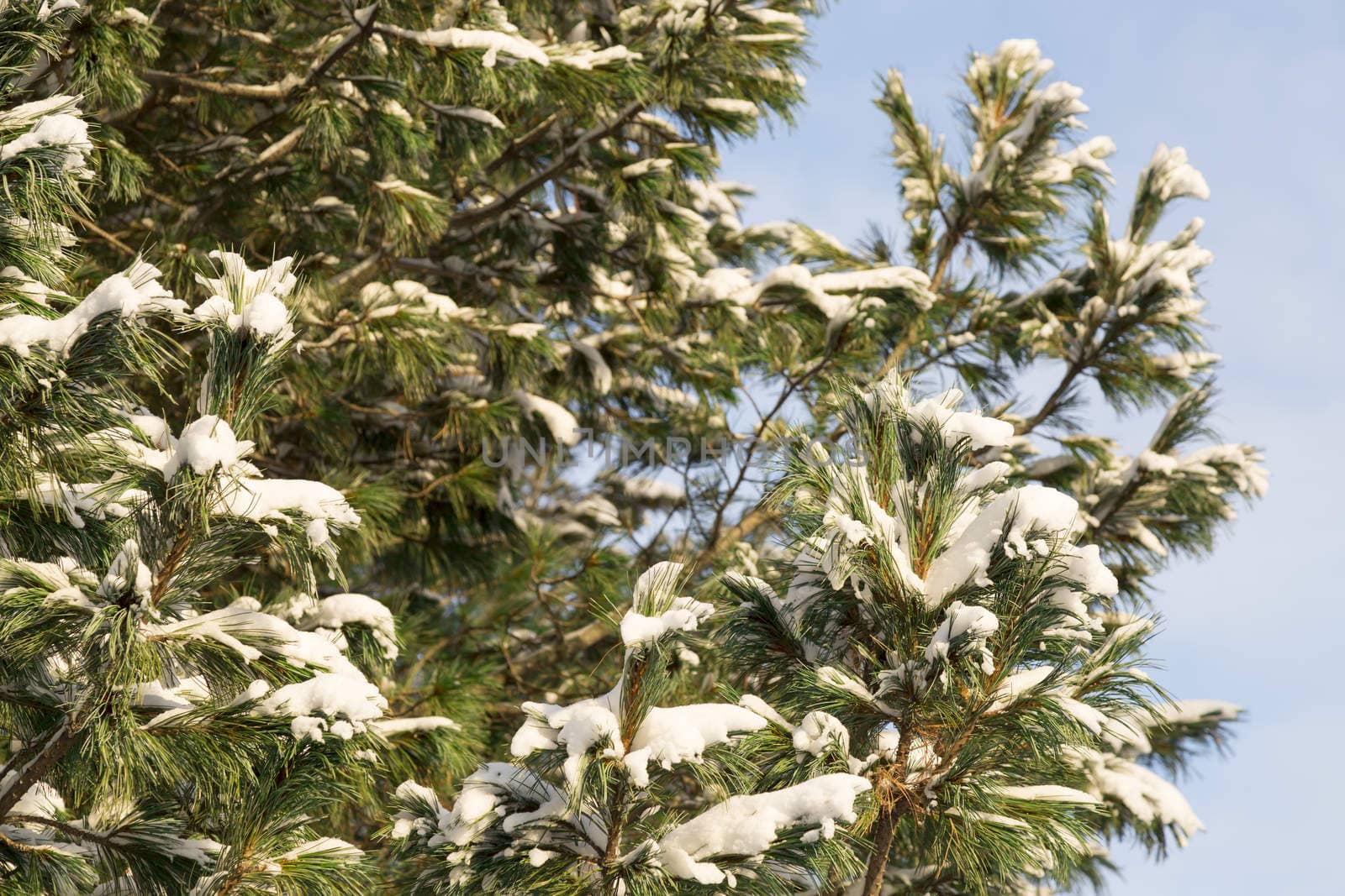 Pine Tree Covered in Snow with a blue sky behind it.
