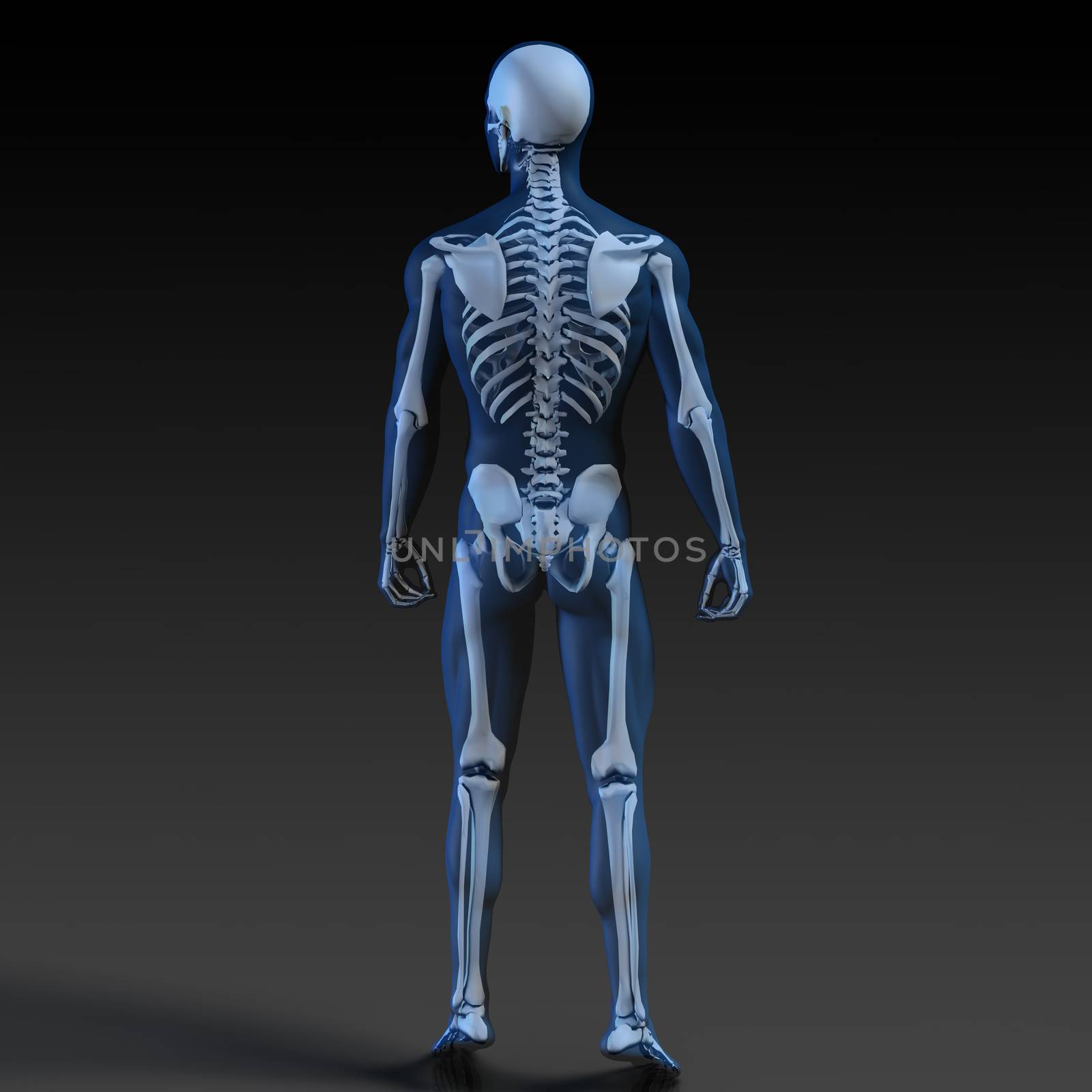 Transparent Human with Bone Structure by kentoh
