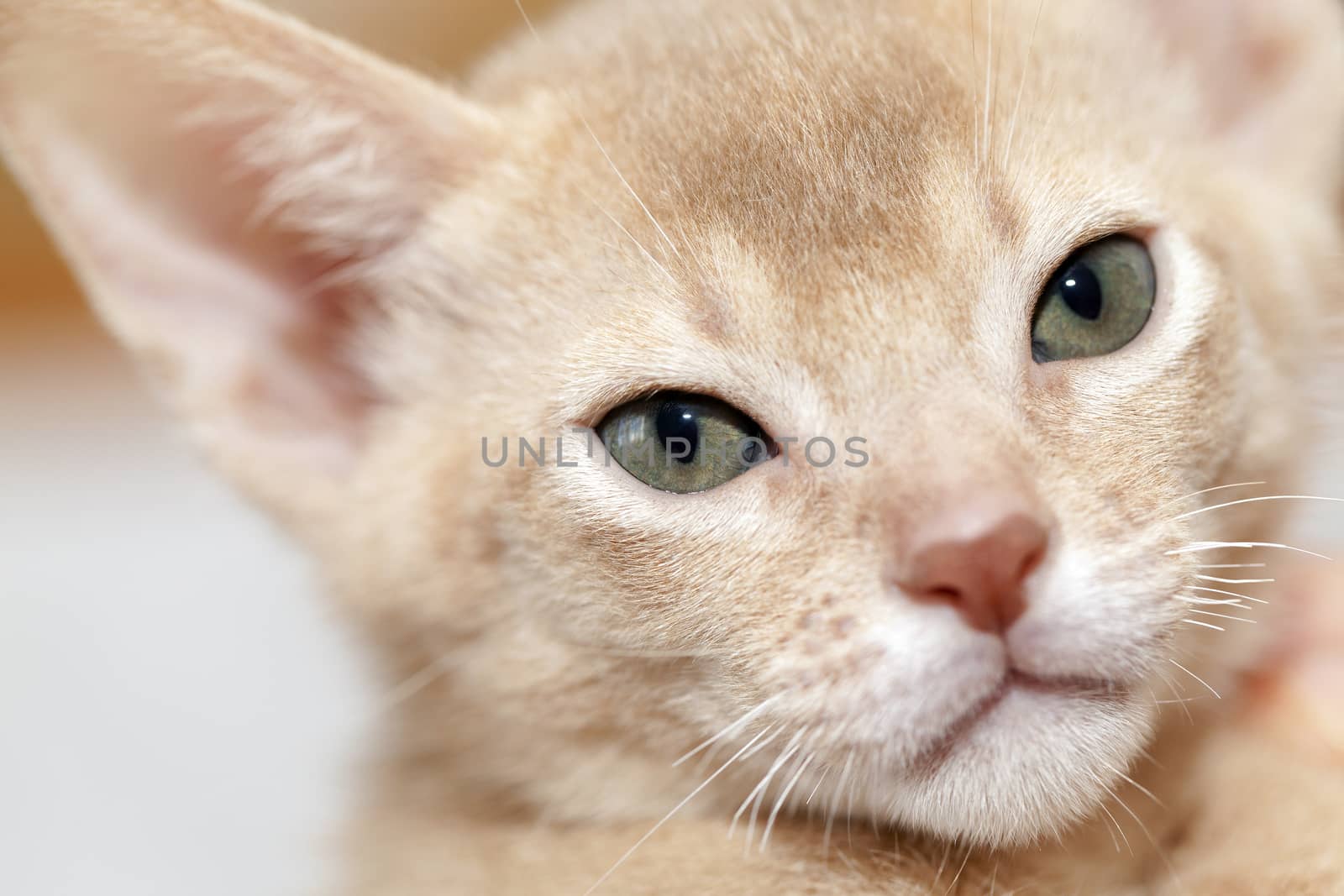   photographed close-up head of the Abyssinian kitten. color fawn